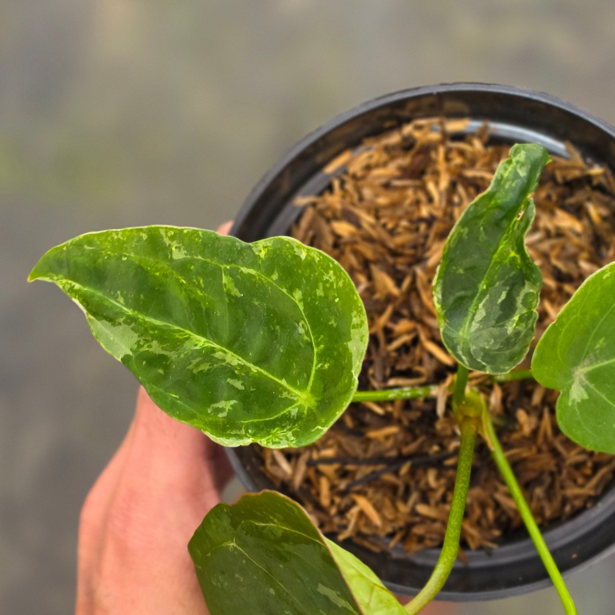 Anthurium forgetii variegated