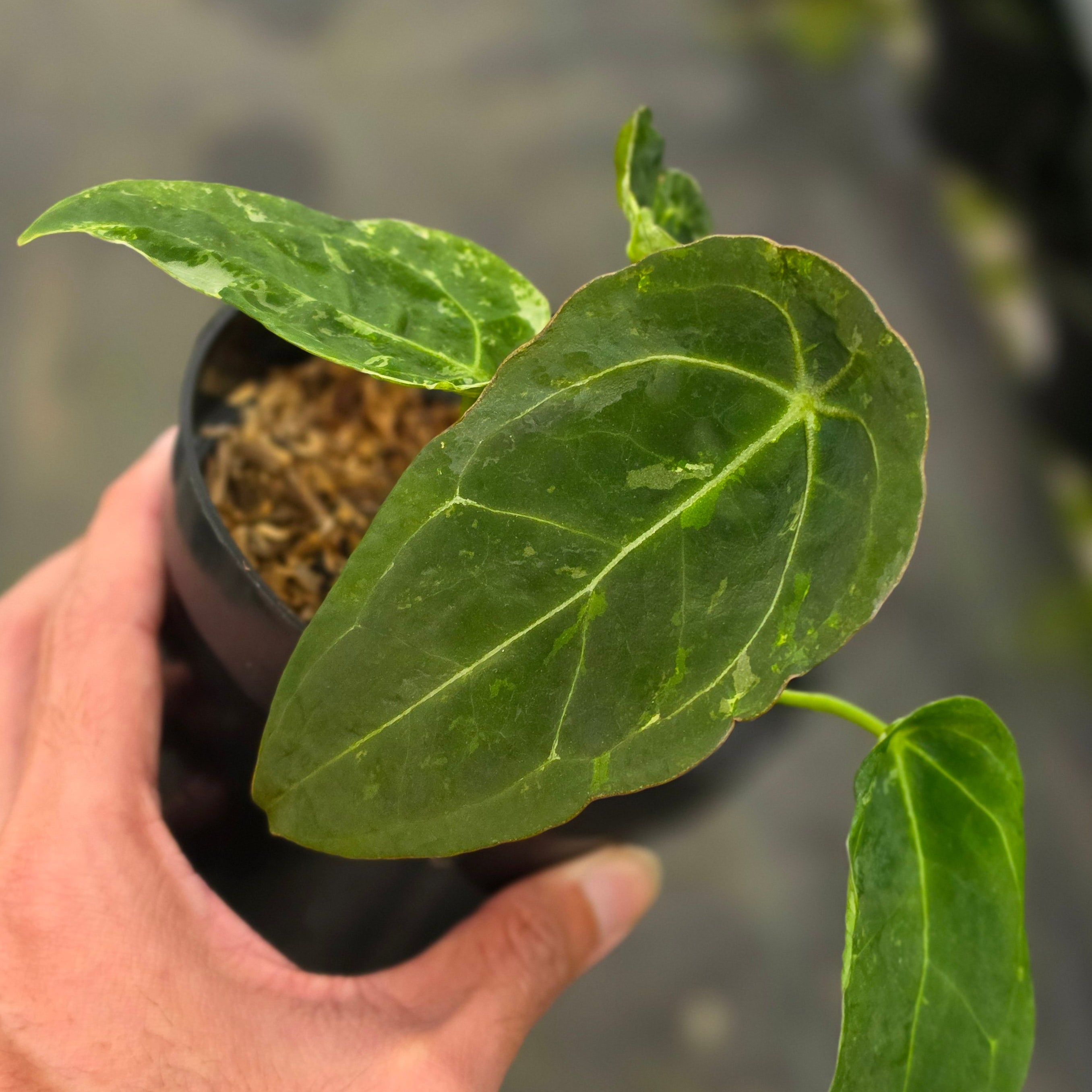 Anthurium forgetii variegated