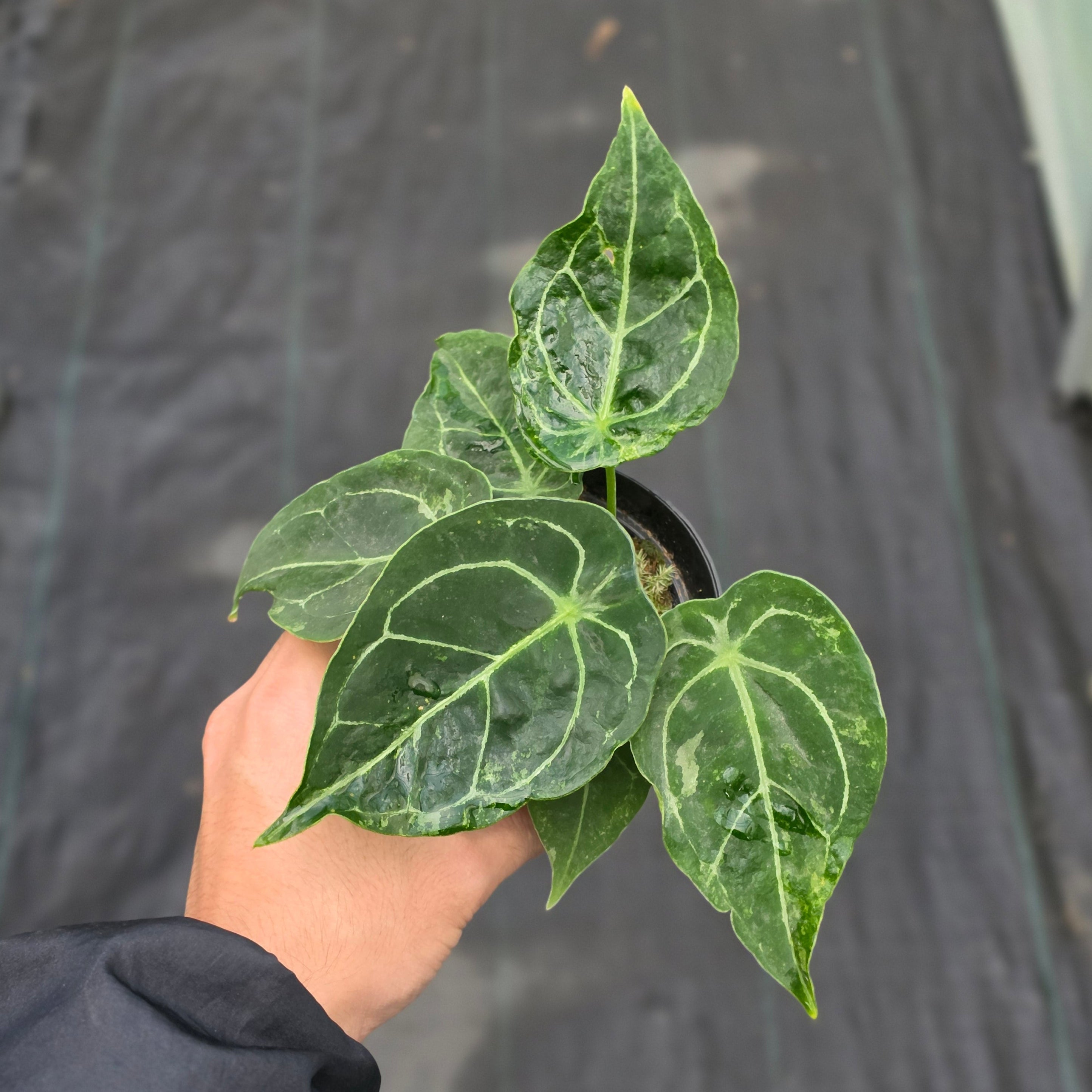 Anthurium forgetii variegated x papilaminum