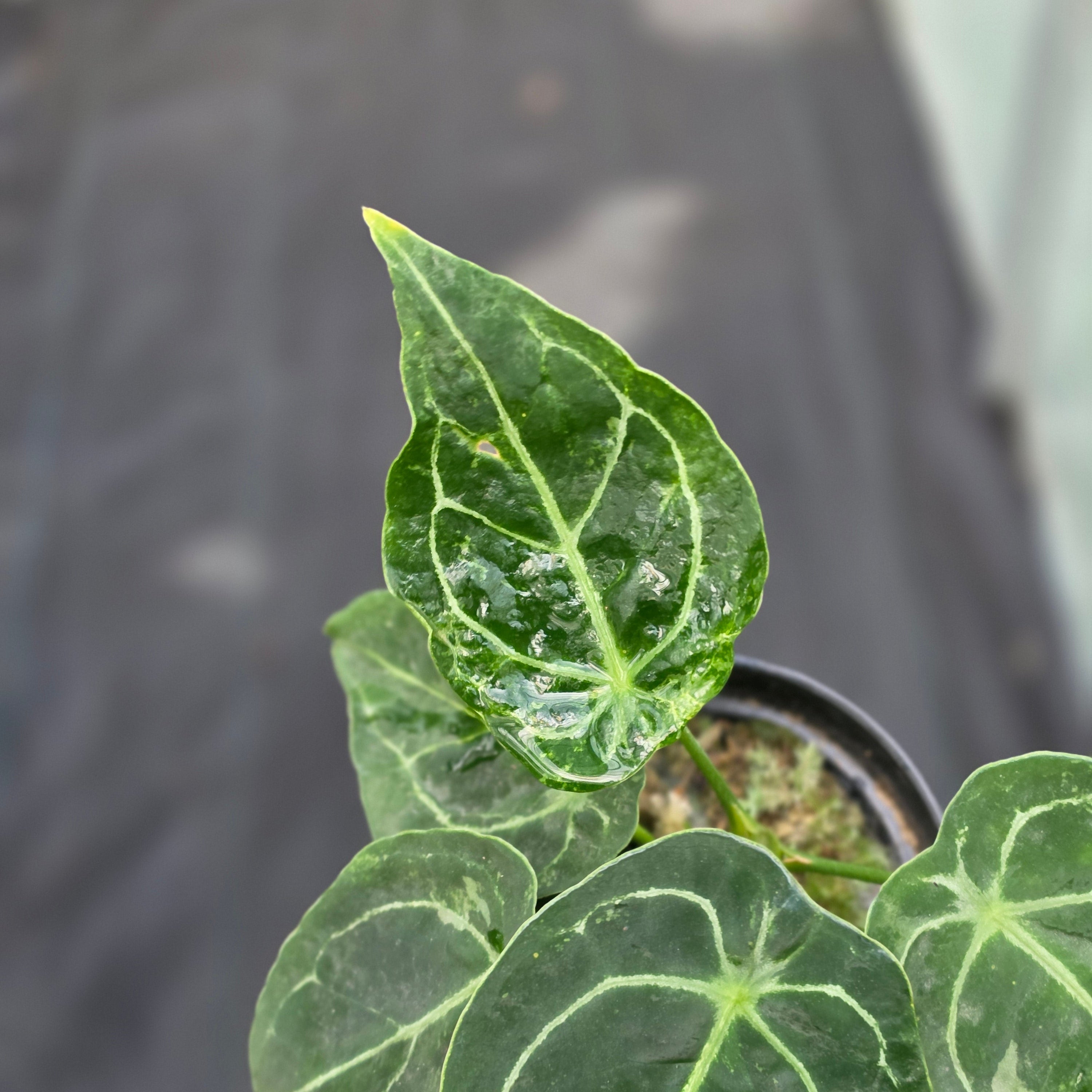 Anthurium forgetii variegated x papilaminum