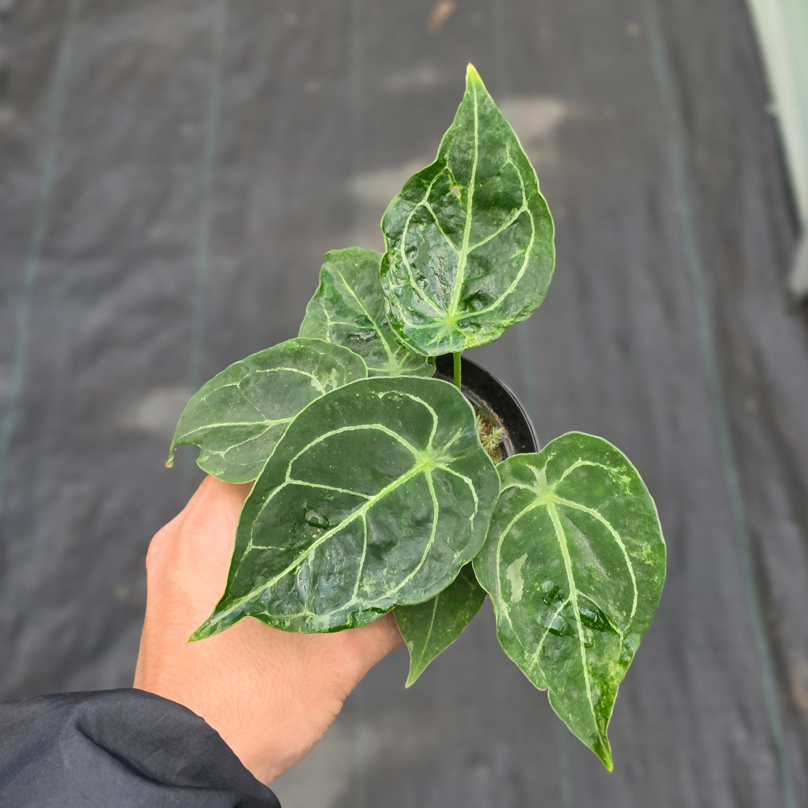 Anthurium forgetii variegated x papilaminum