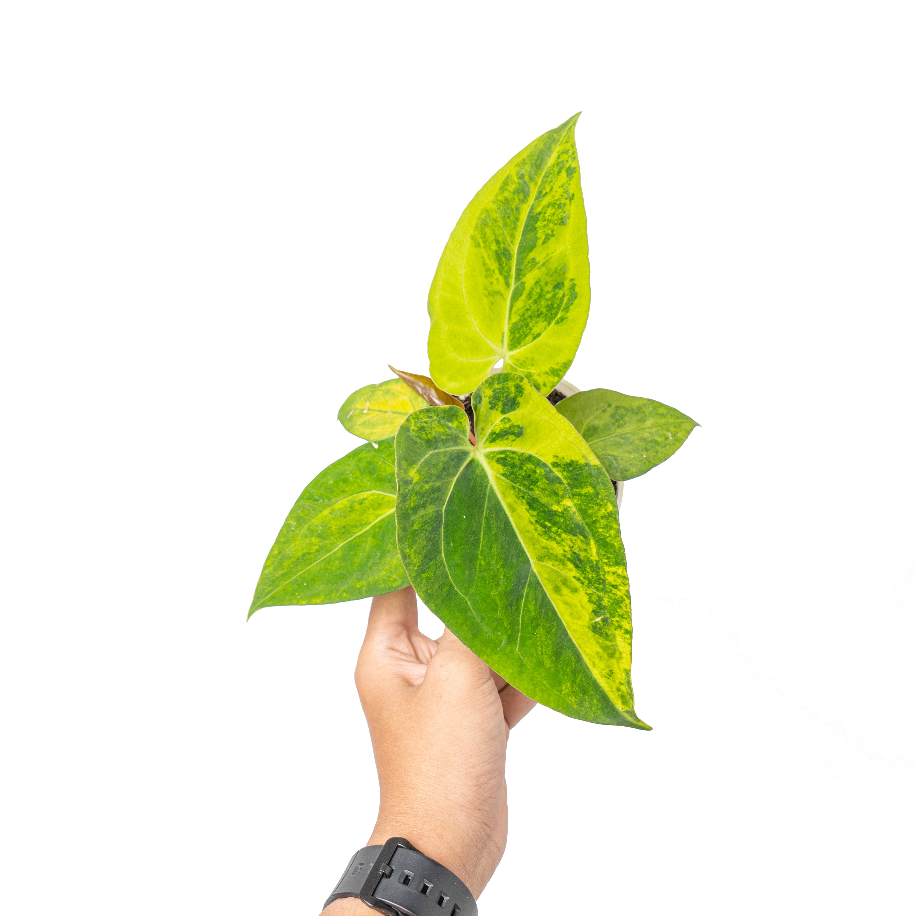 Anthurium green sinam variegated