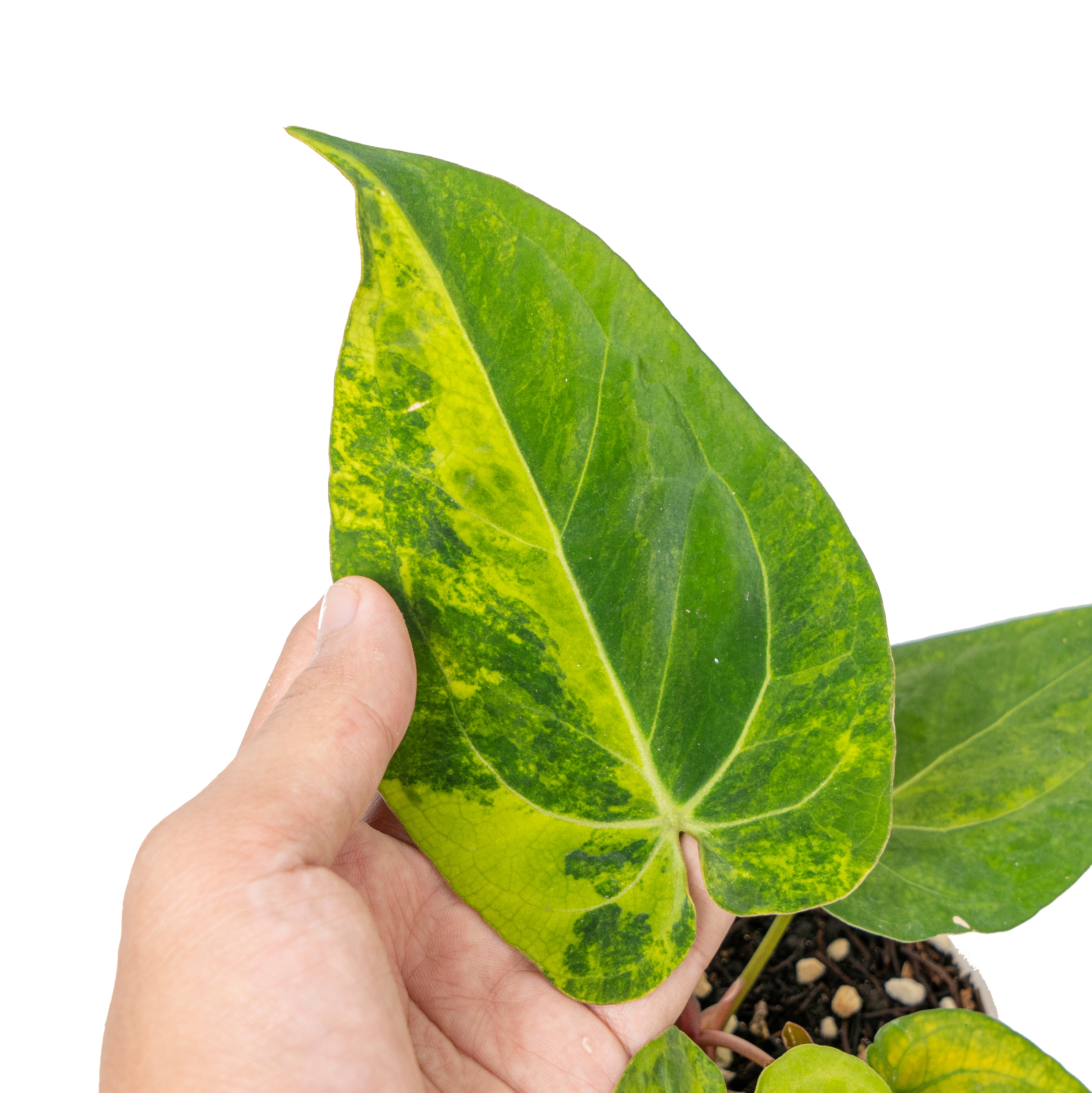 Anthurium green sinam variegated