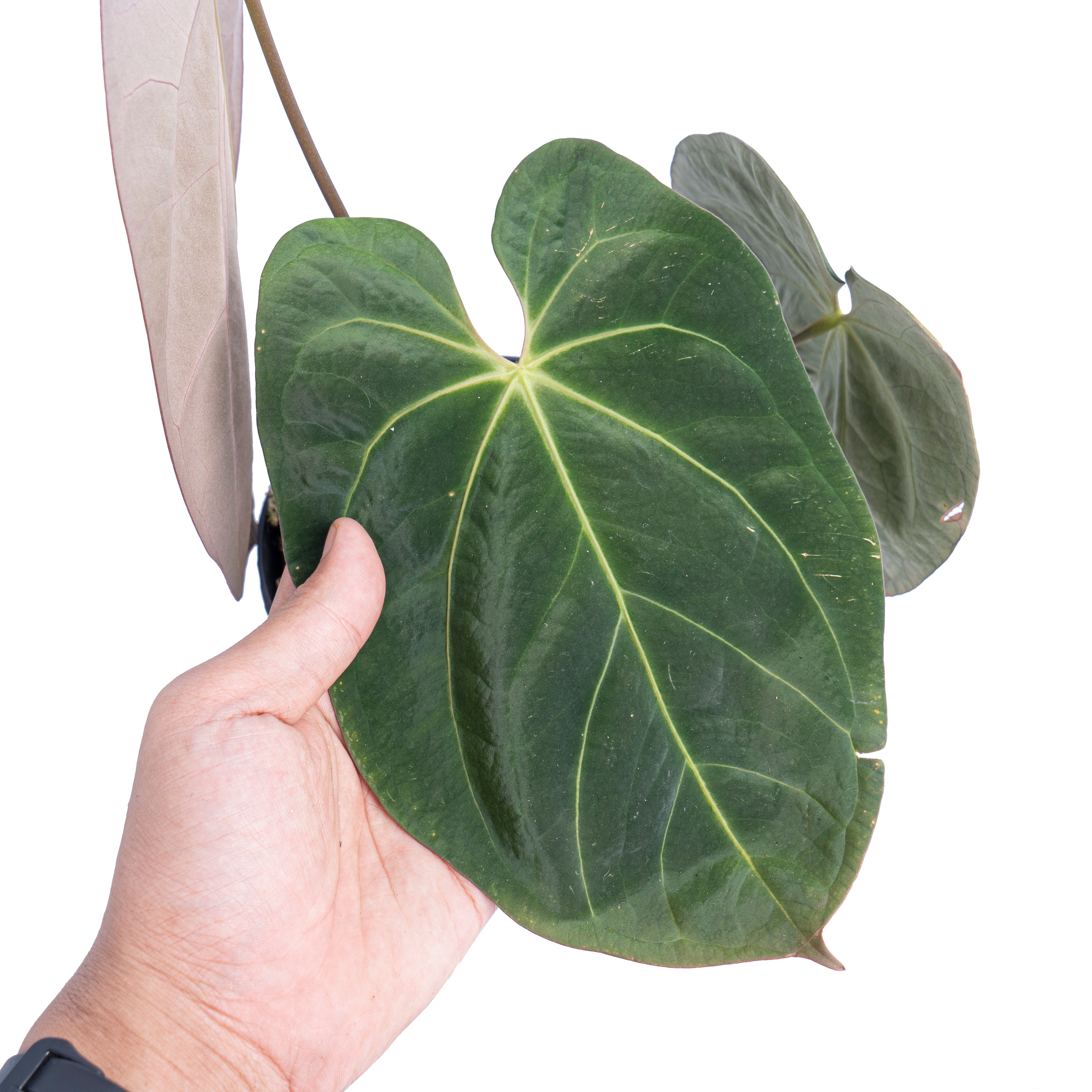 Anthurium hoffmanii hybrid - Mature size