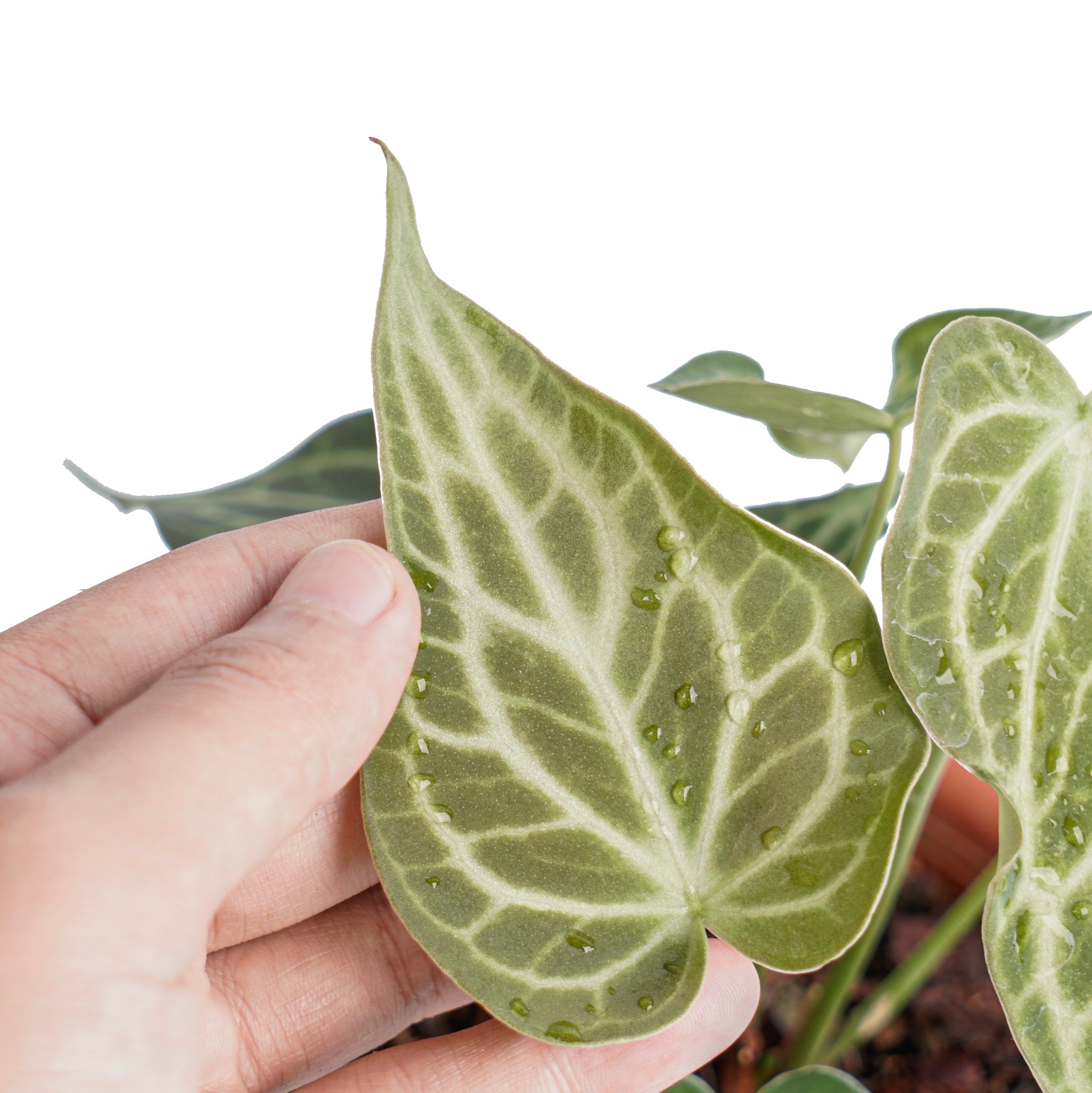 Anthurium king clarinervium