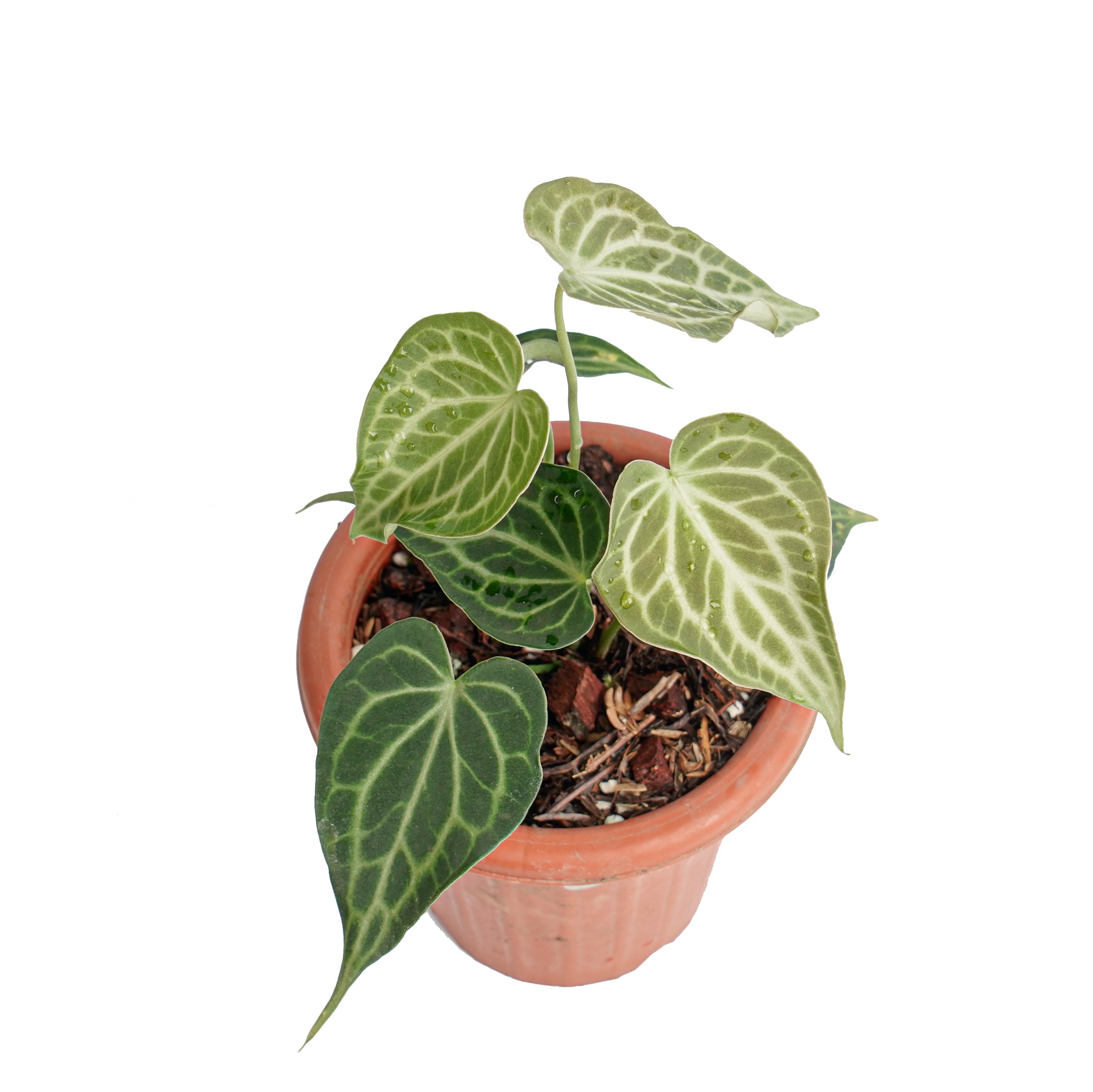 Anthurium king clarinervium