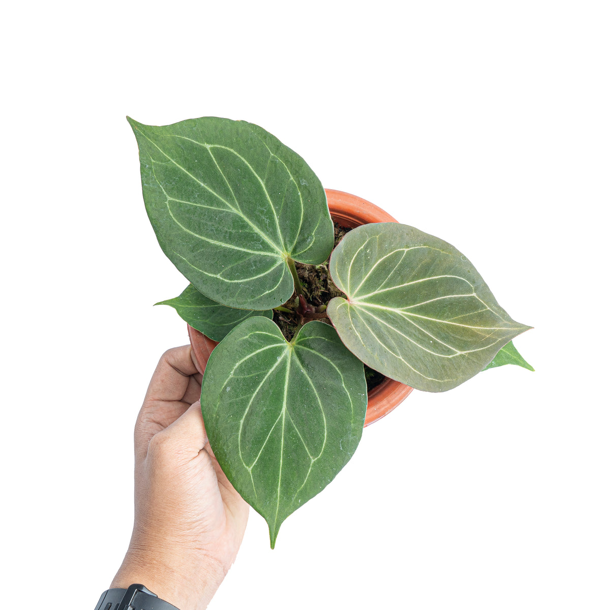Anthurium King of spades - Aroidmarket