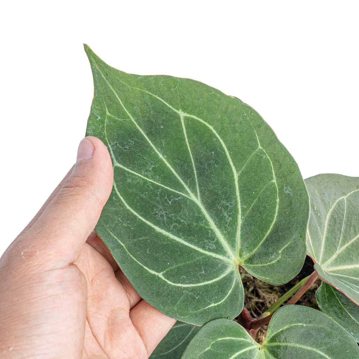 Anthurium King of spades - Aroidmarket