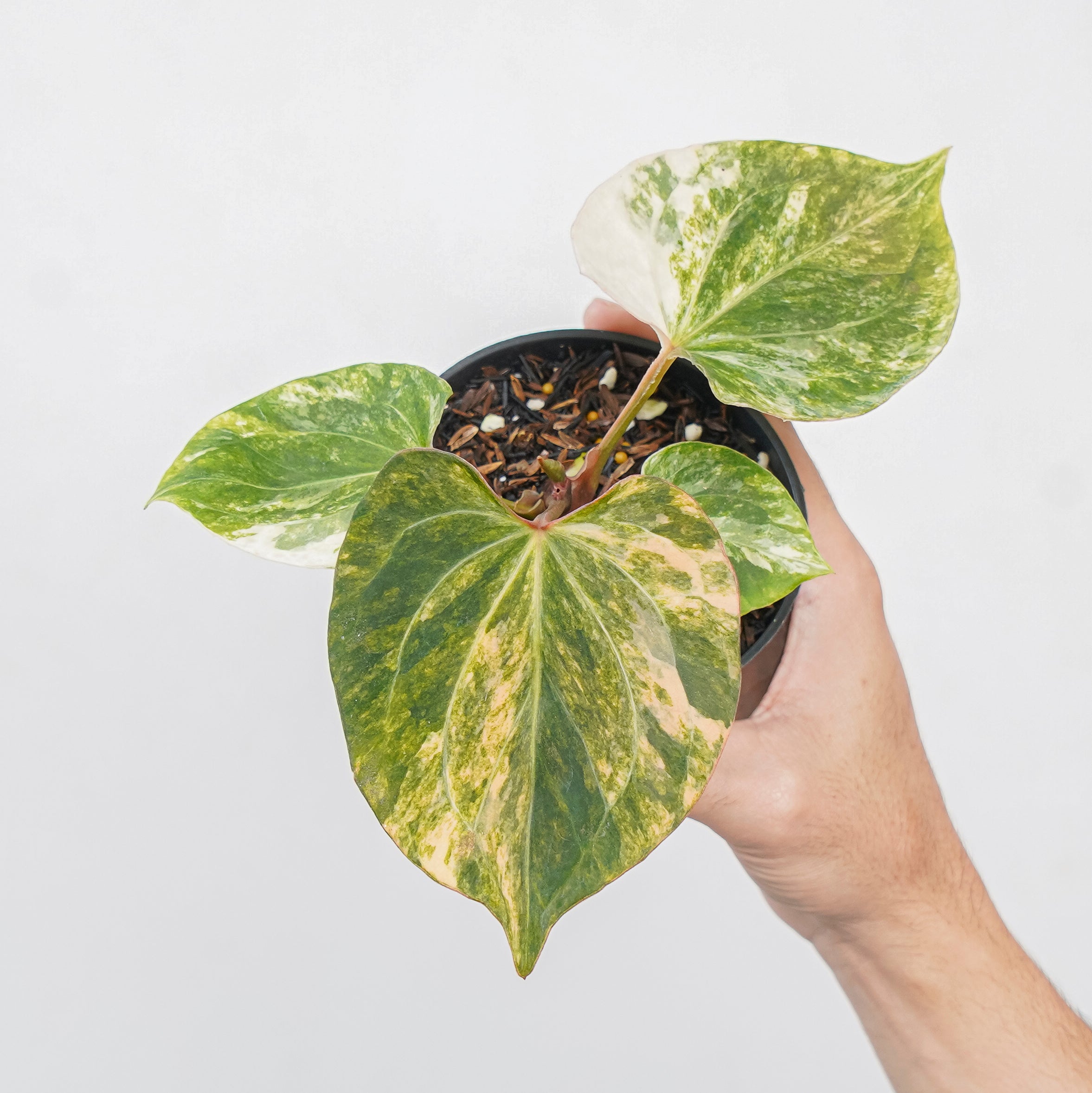 Anthurium king of spades albo variegated