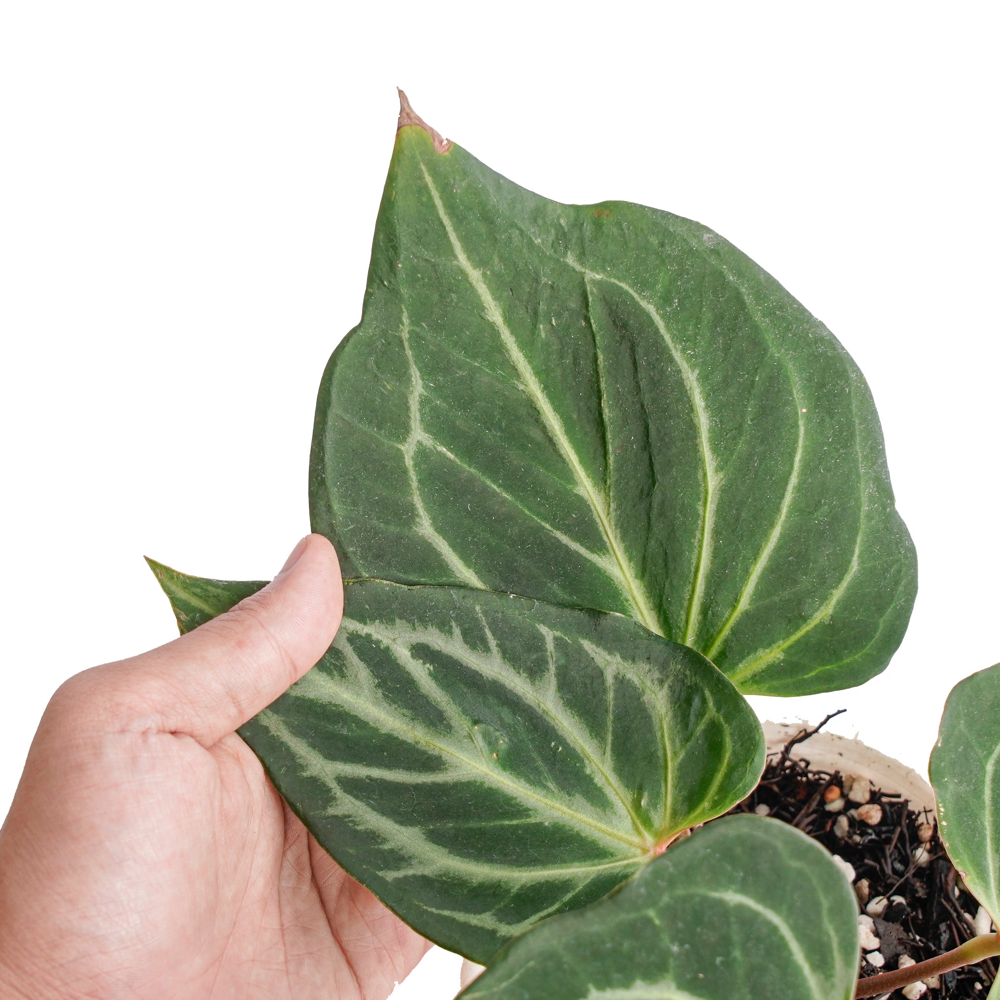 Anthurium king of spades butterfly