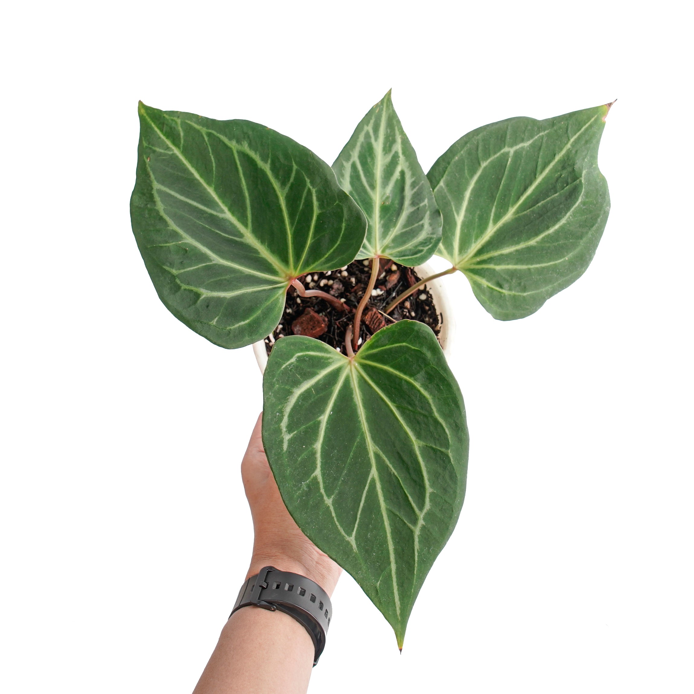 Anthurium king of spades butterfly