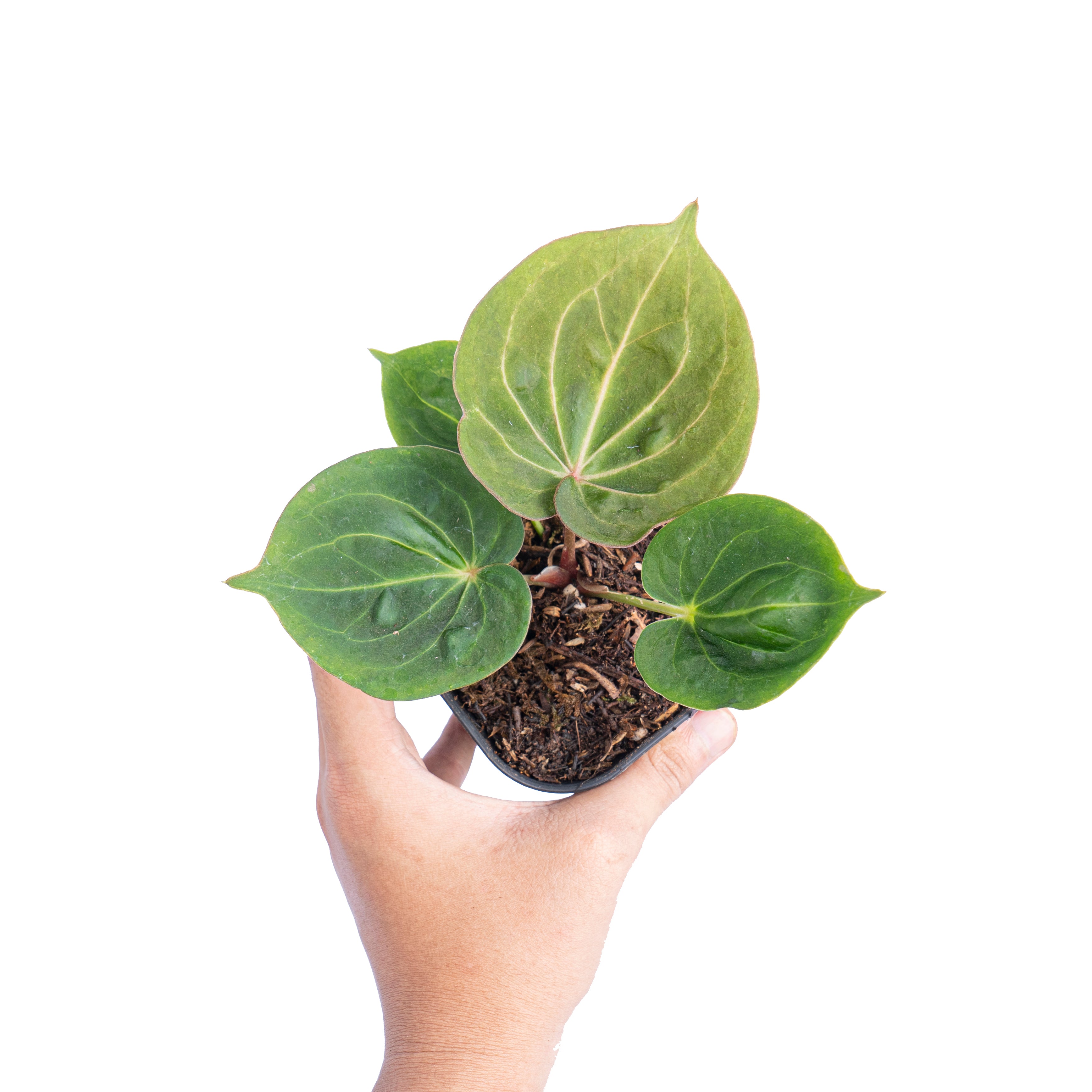 Anthurium king of spades mutation