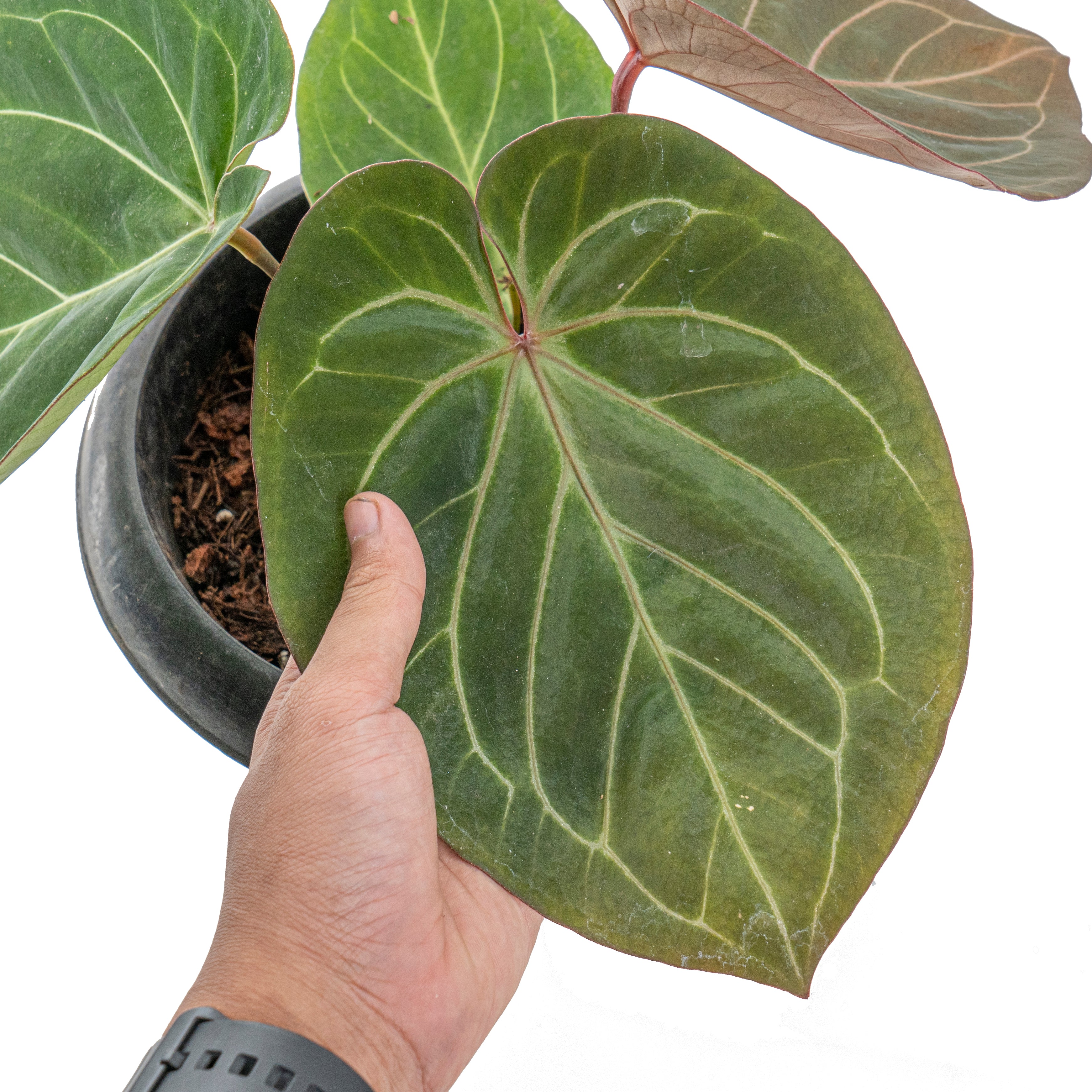 Anthurium king of spades red