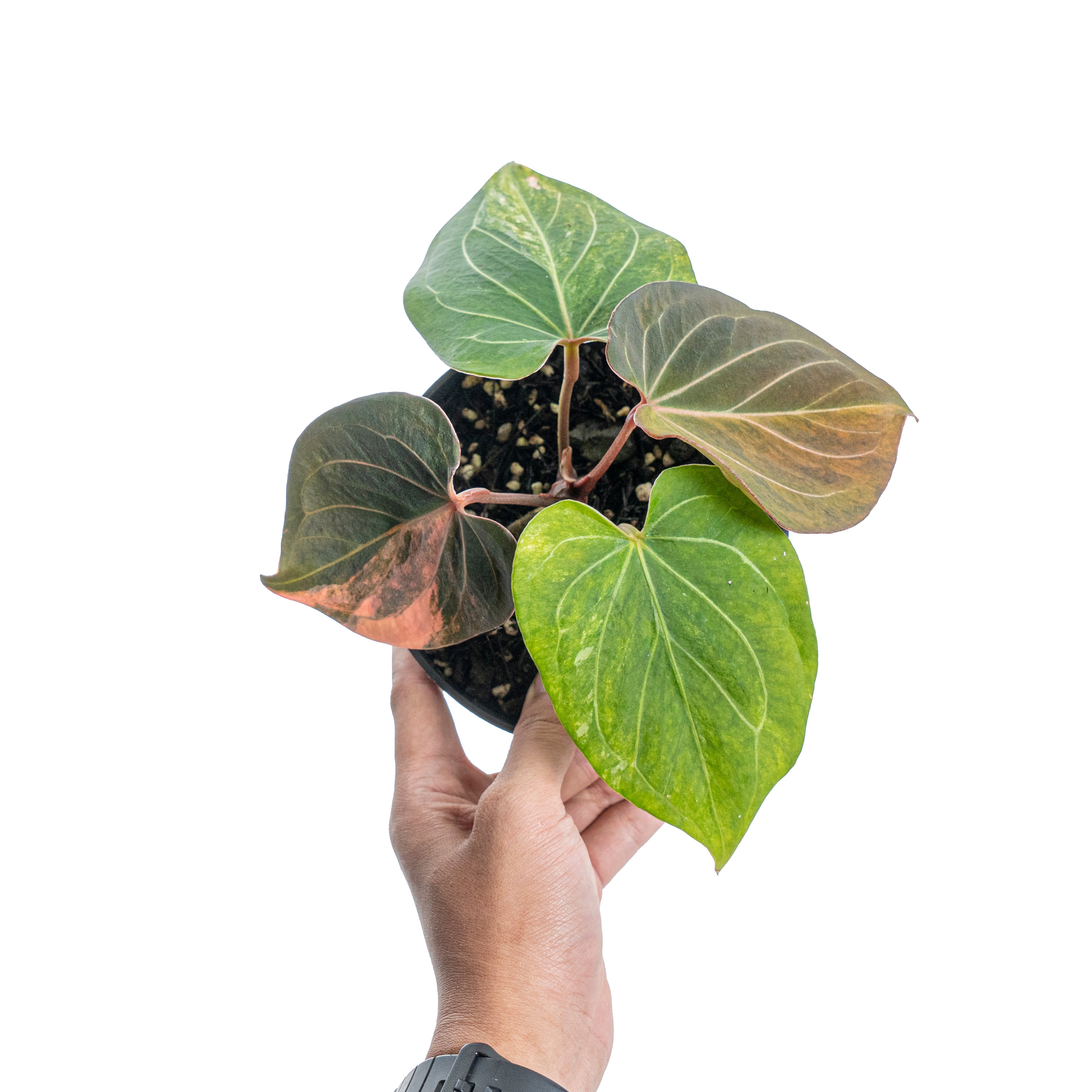 Anthurium king of spades variegated
