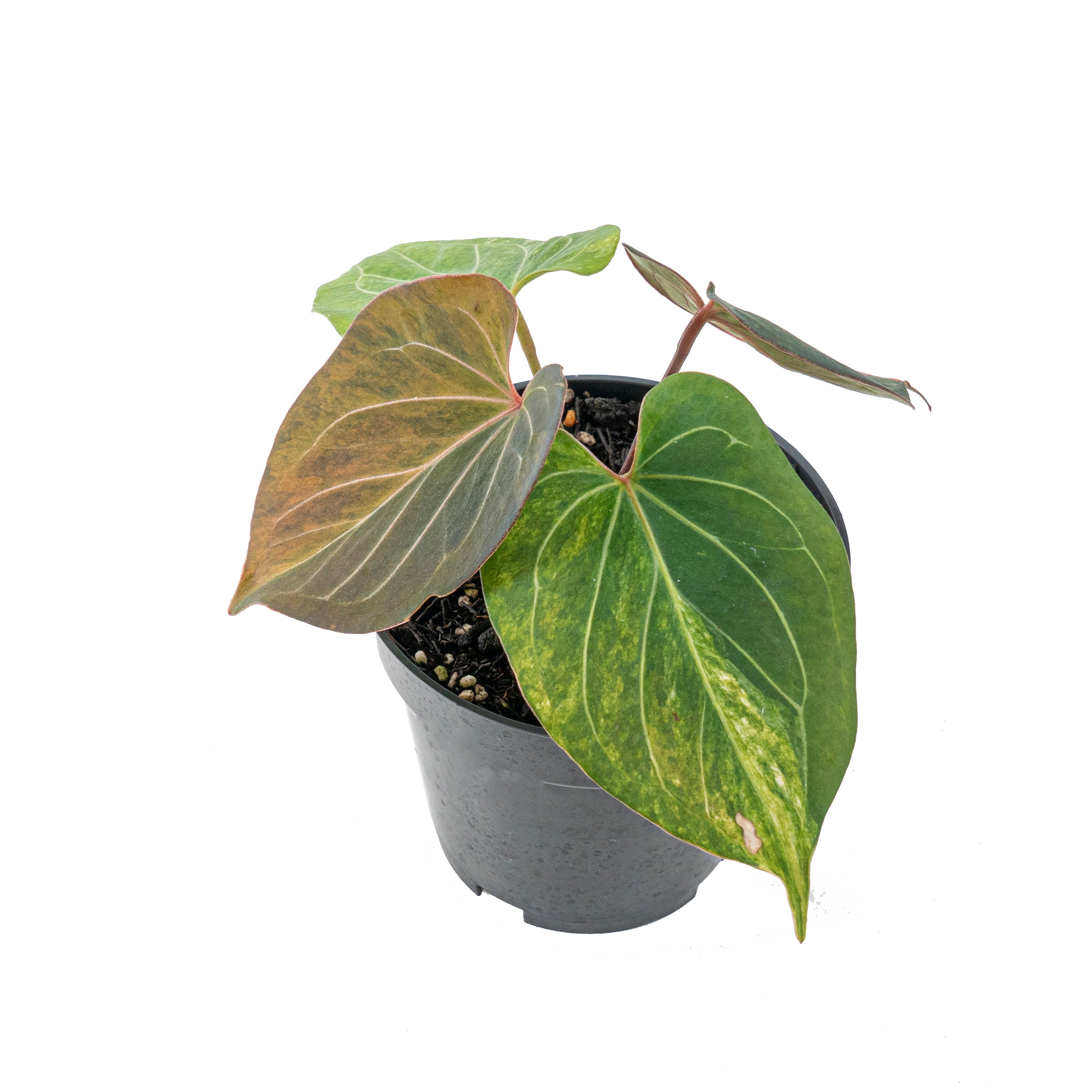 Anthurium king of spades variegated