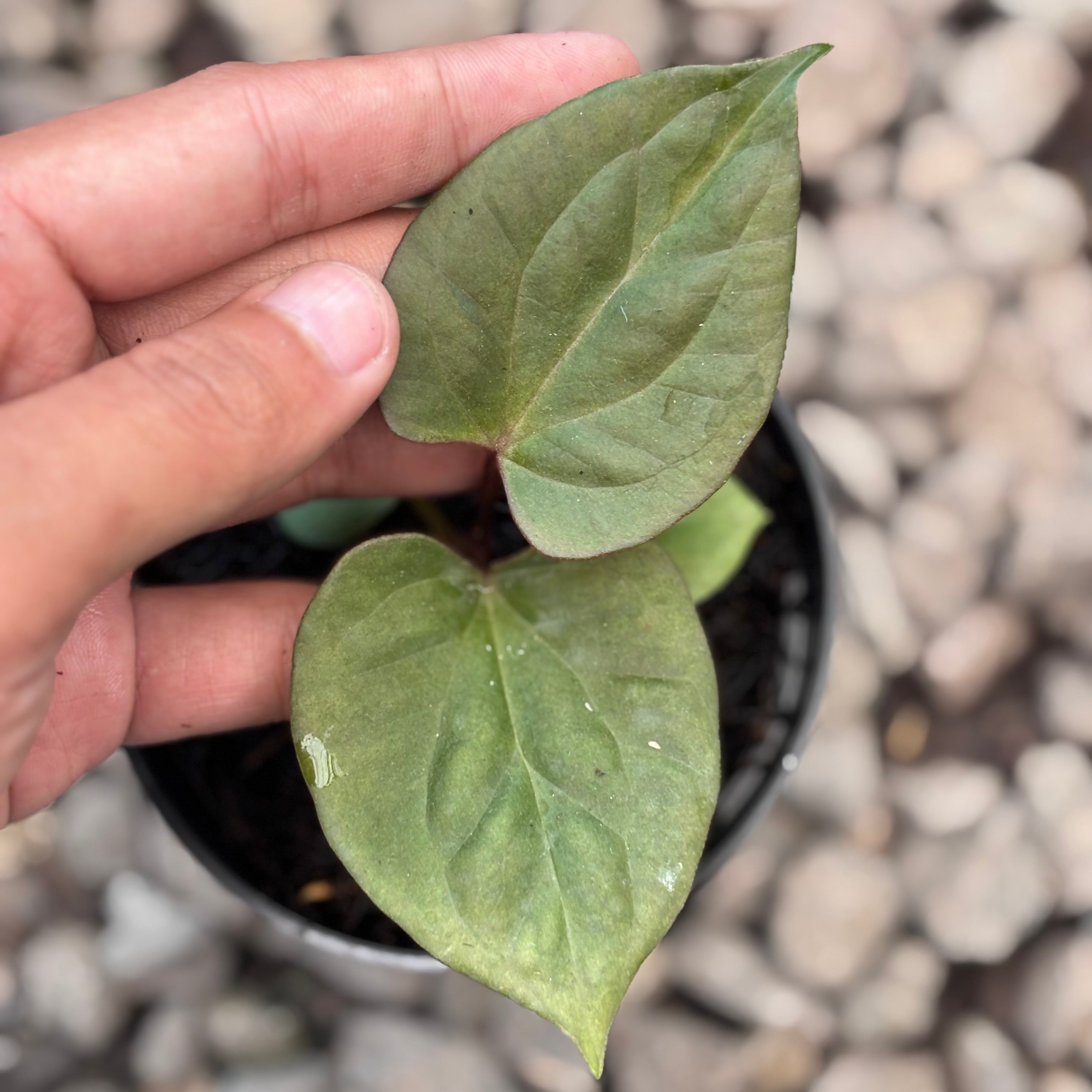 Anthurium king of spades x luxurians