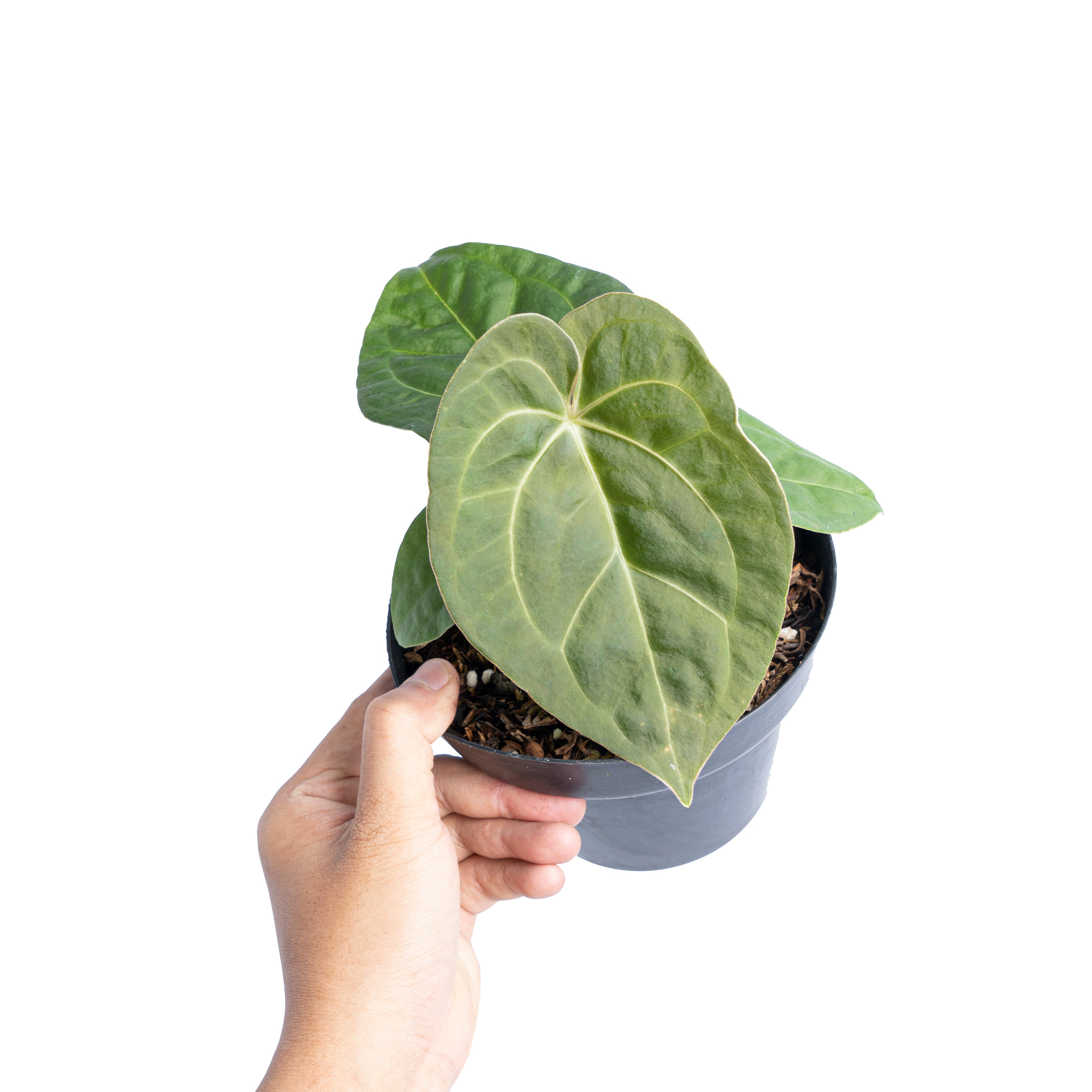 Anthurium luxurians Indonesian type x Magnificum - Aroidmarket