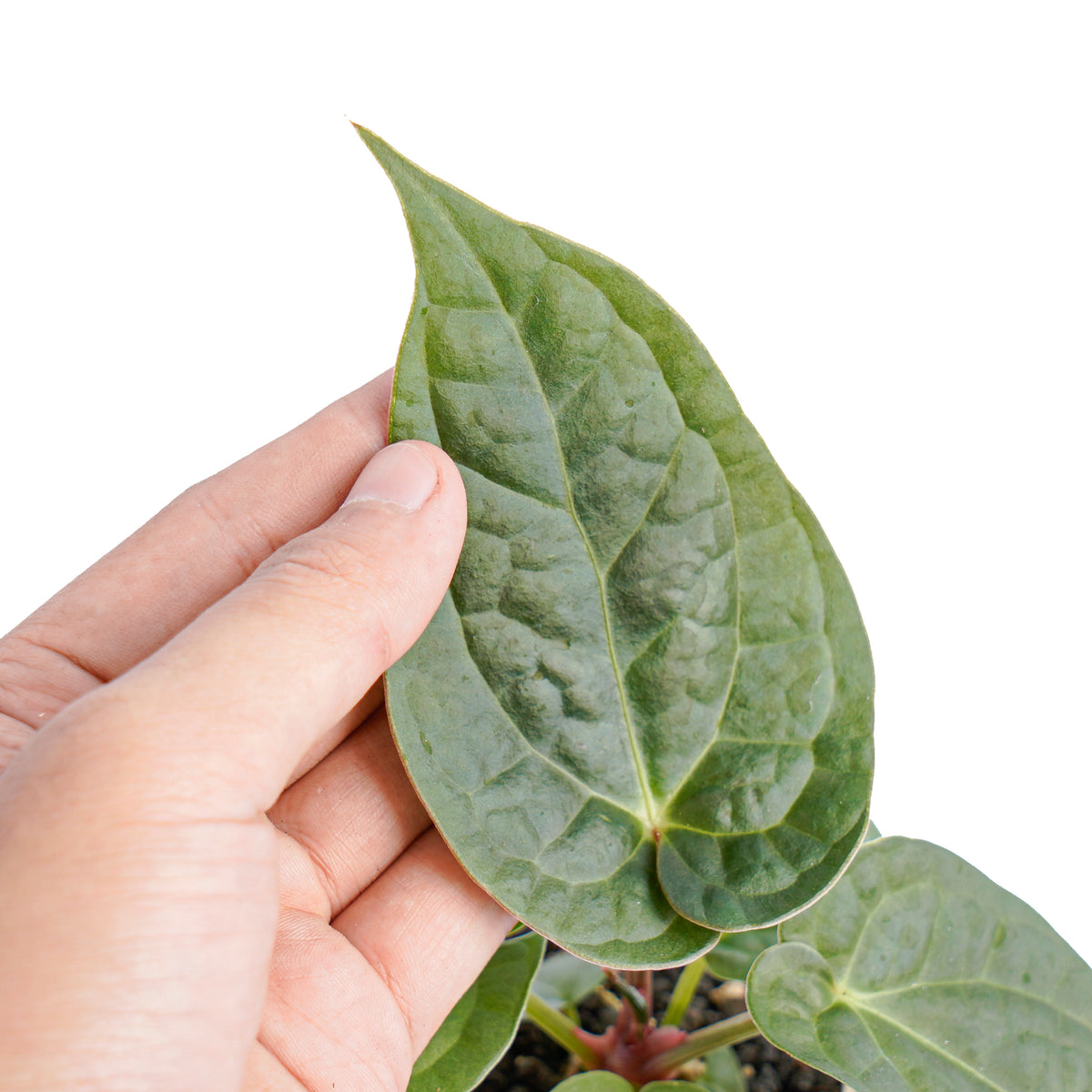Anthurium luxurians x dorayaki - Aroidmarket