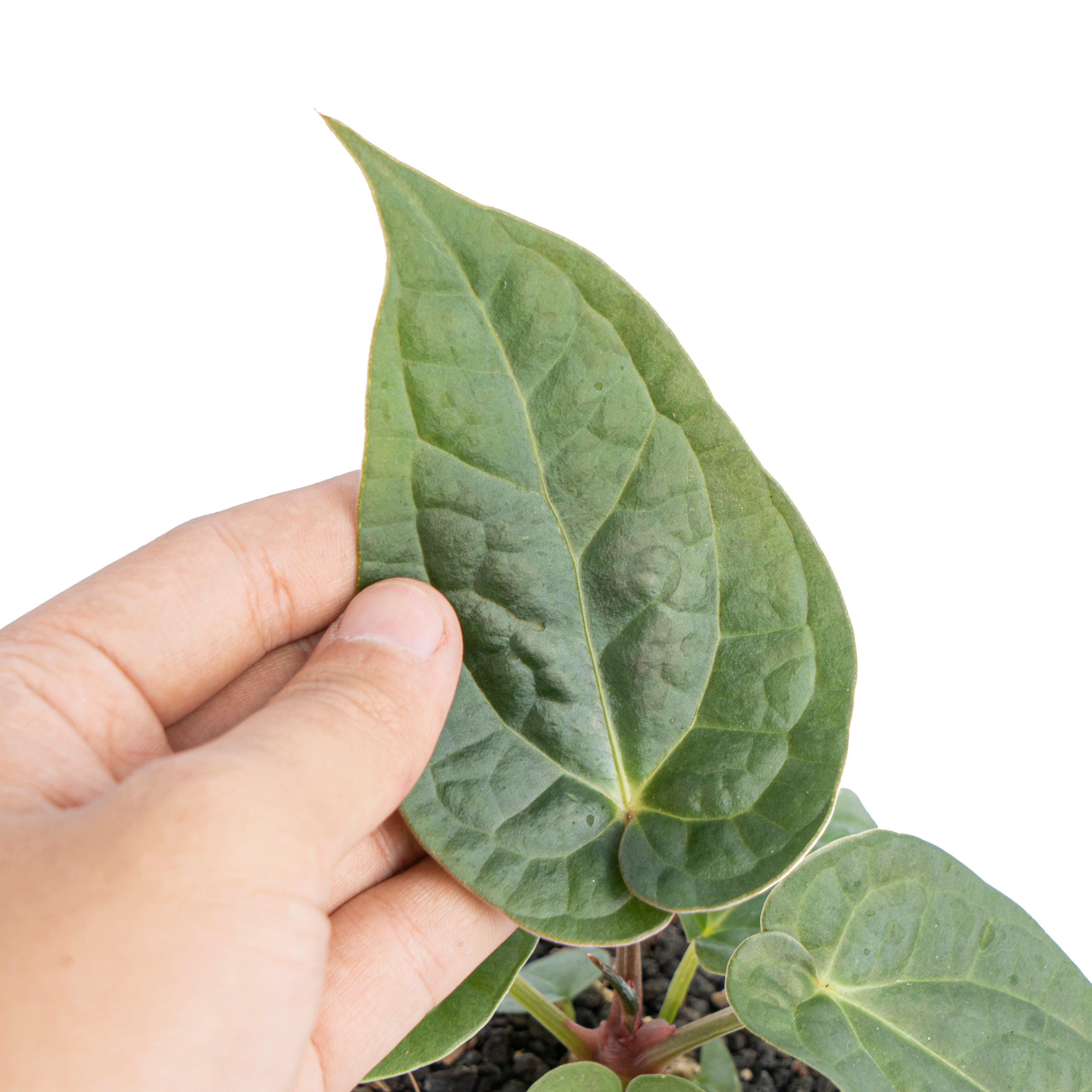 Anthurium luxurians x dorayaki - Aroidmarket