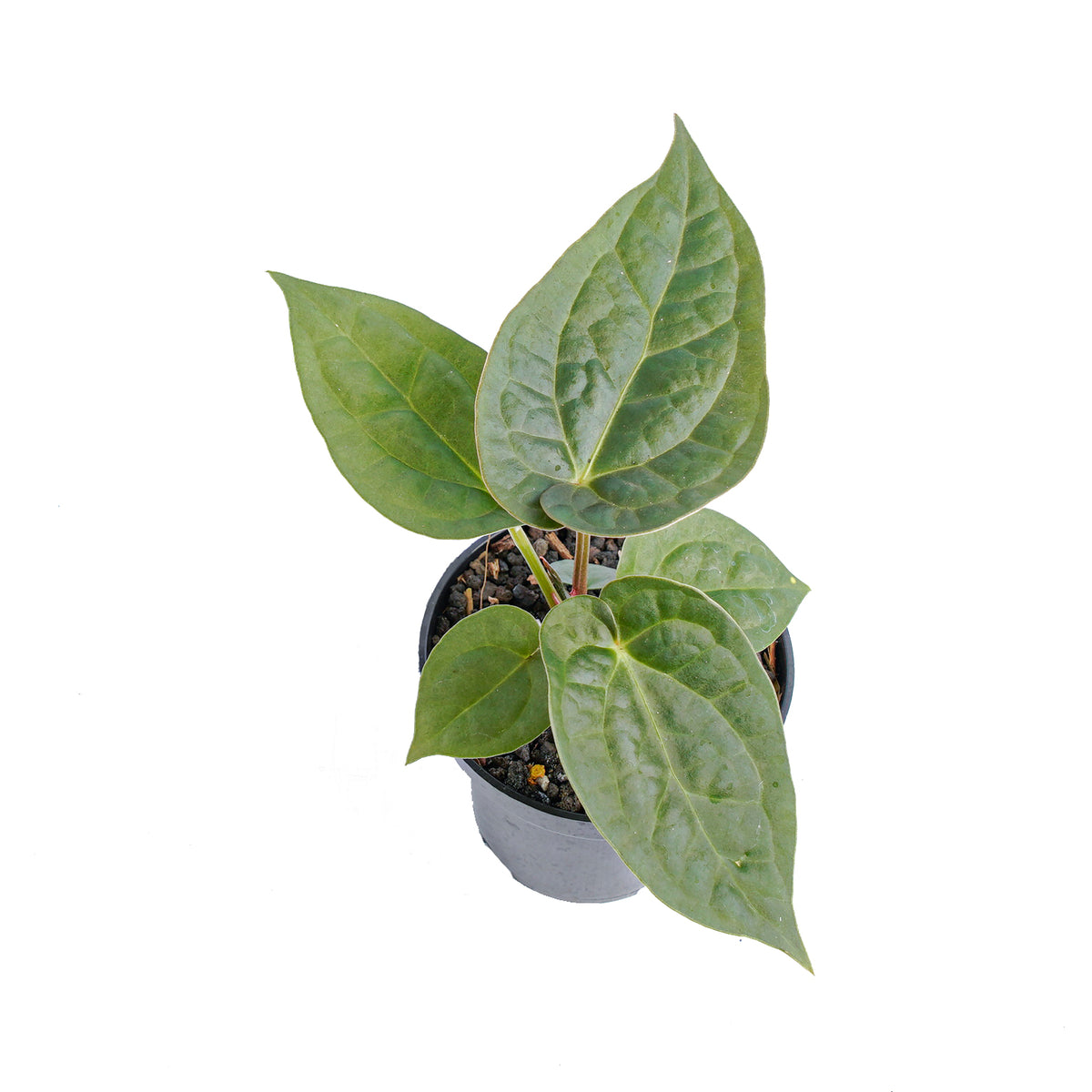 Anthurium luxurians x dorayaki - Aroidmarket