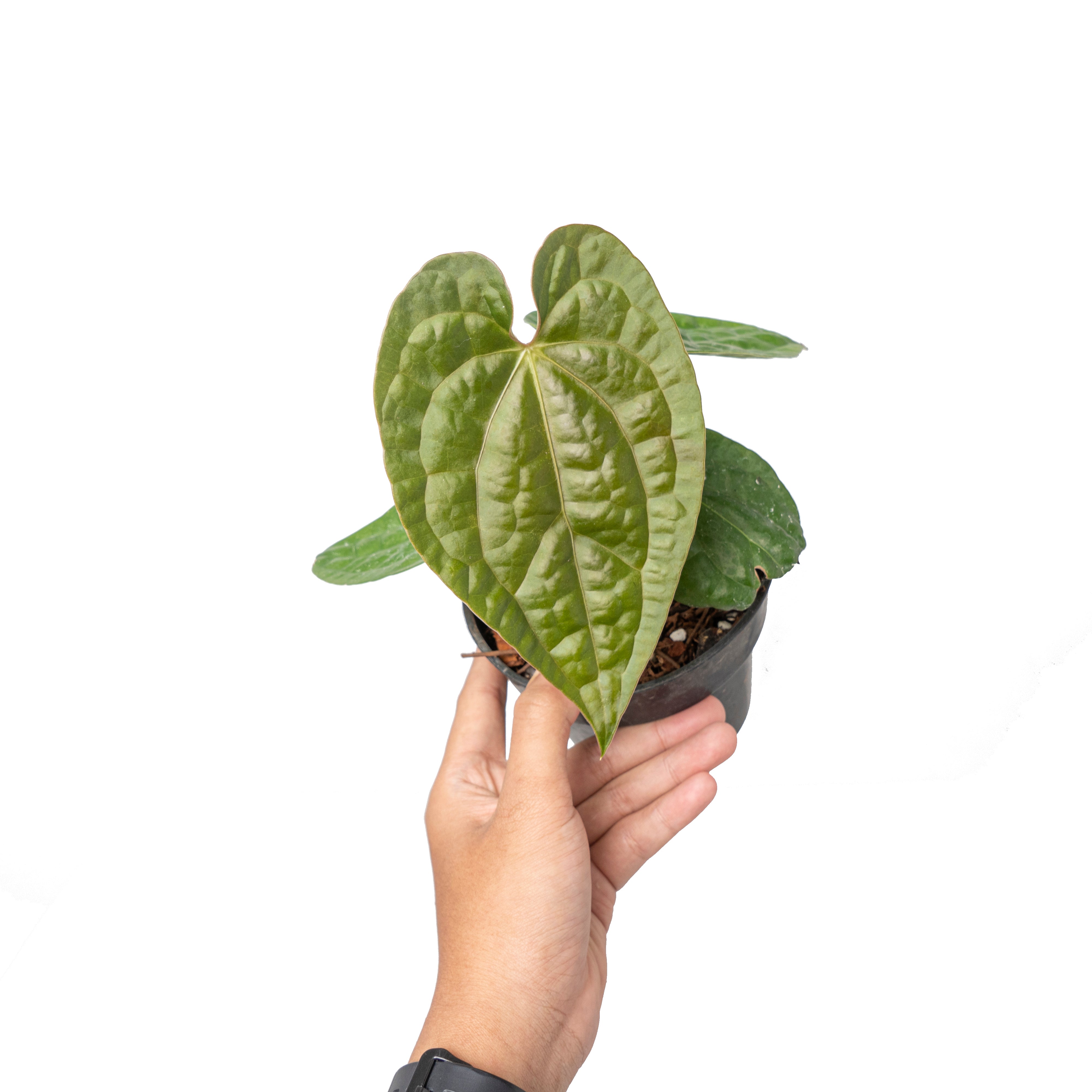 Anthurium magnificum norte x luxurians