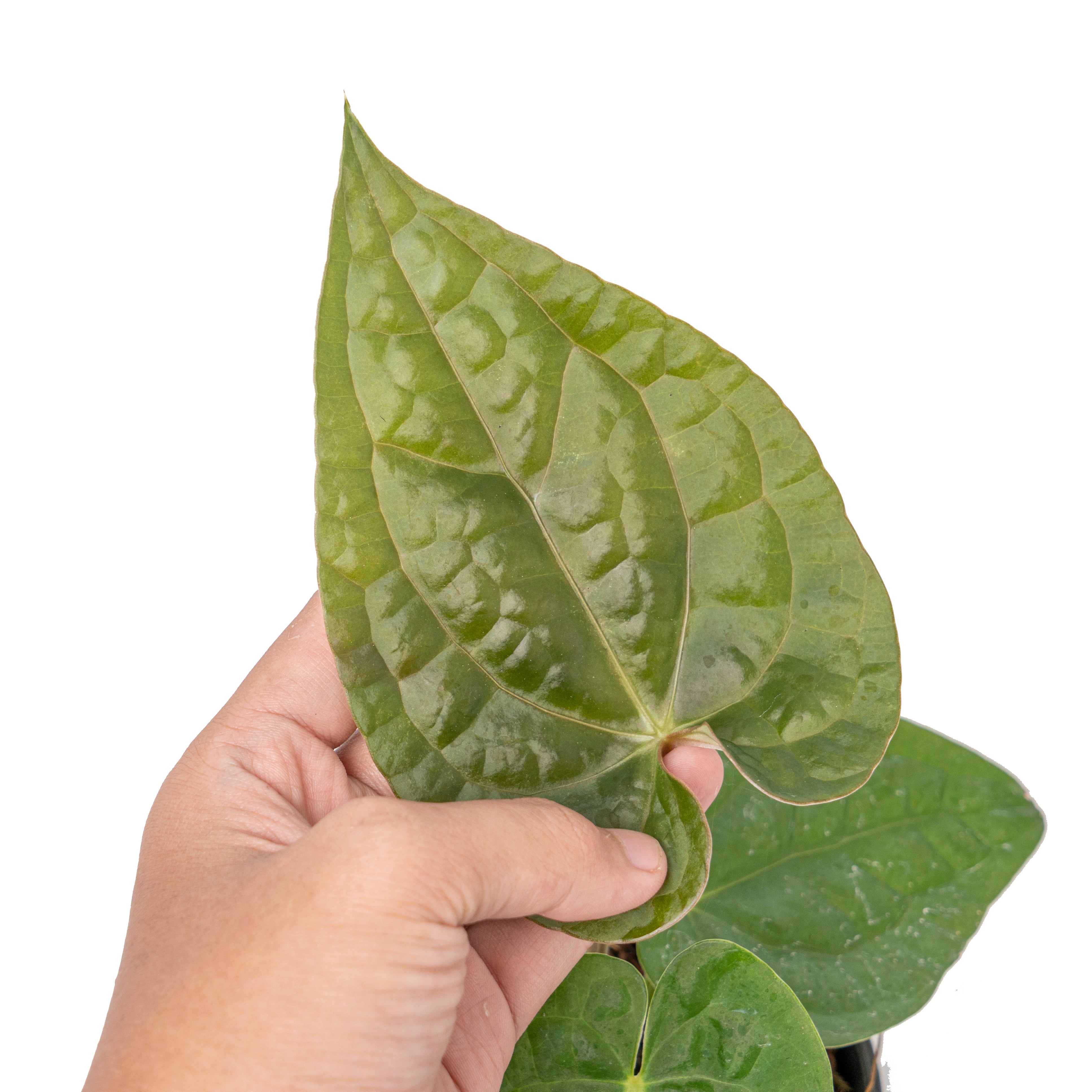 Anthurium magnificum norte x luxurians