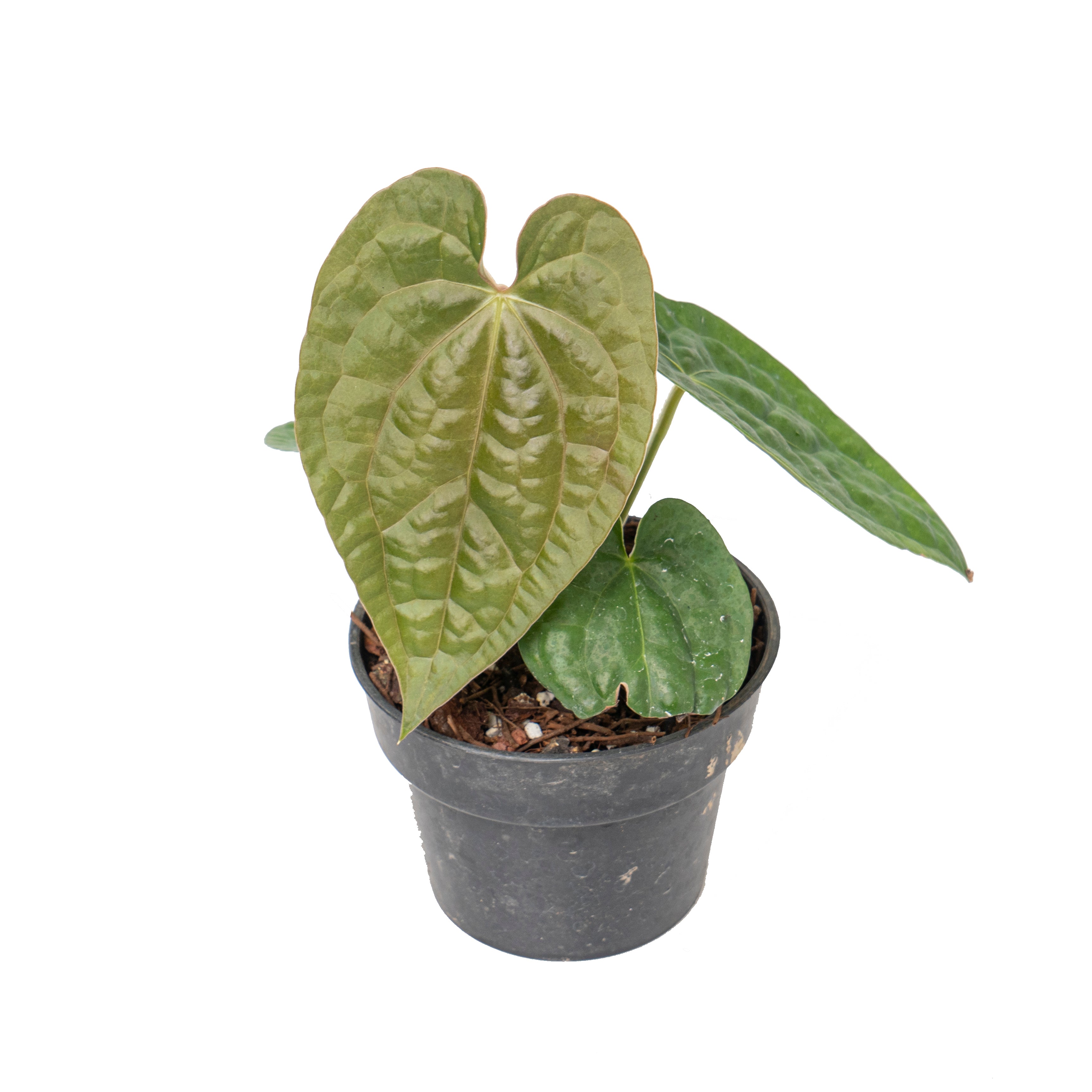 Anthurium magnificum norte x luxurians