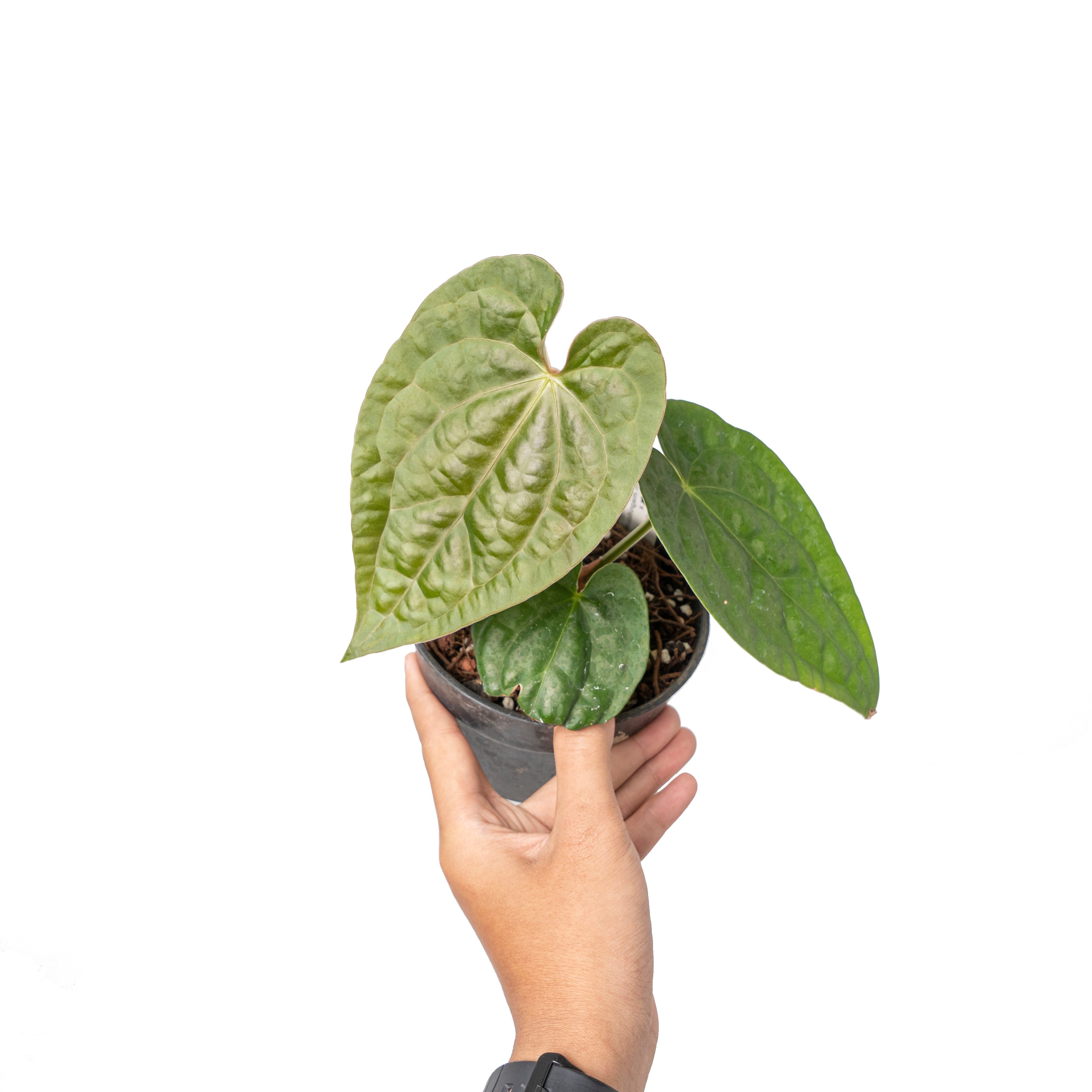 Anthurium magnificum norte x luxurians