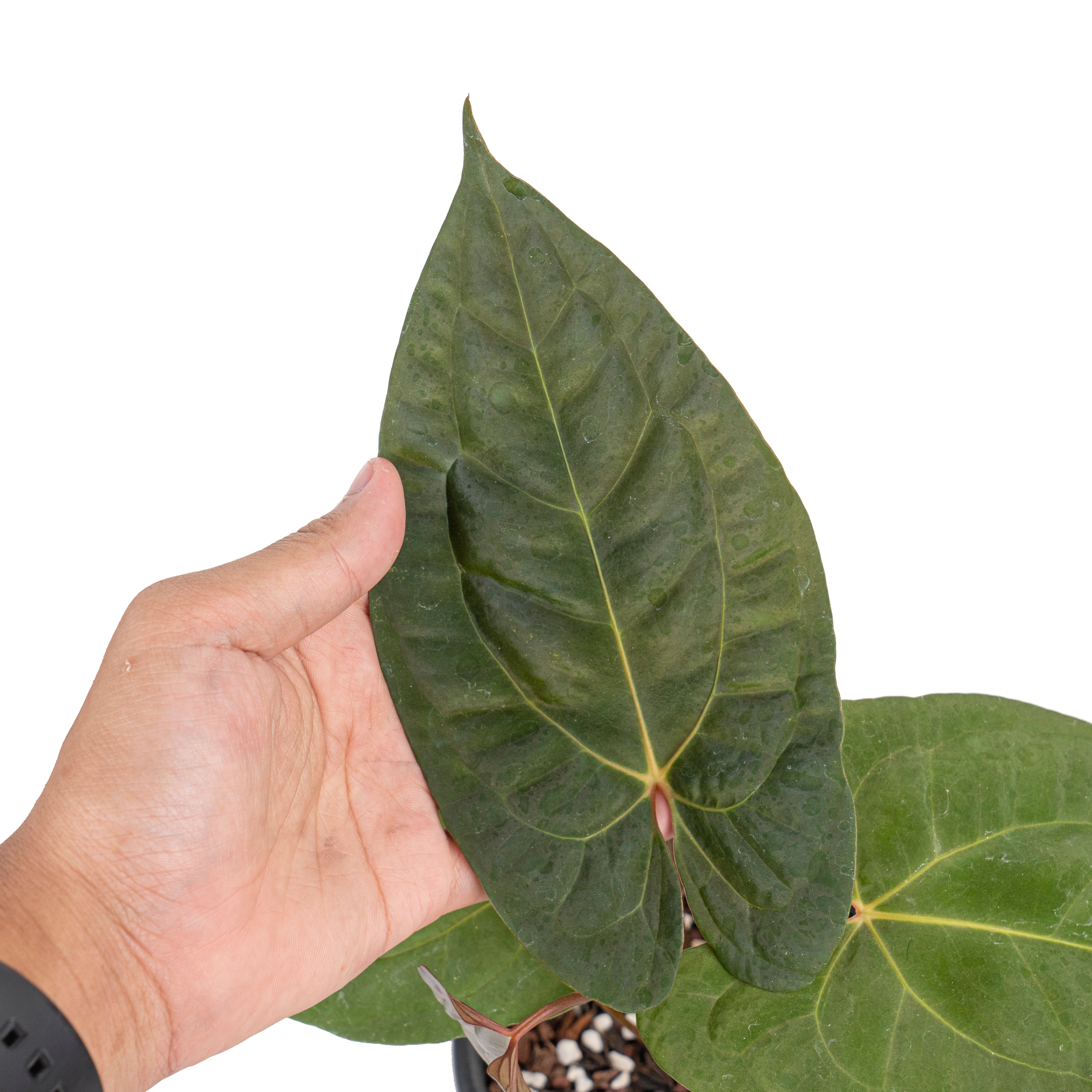 Anthurium papilillaminum x1