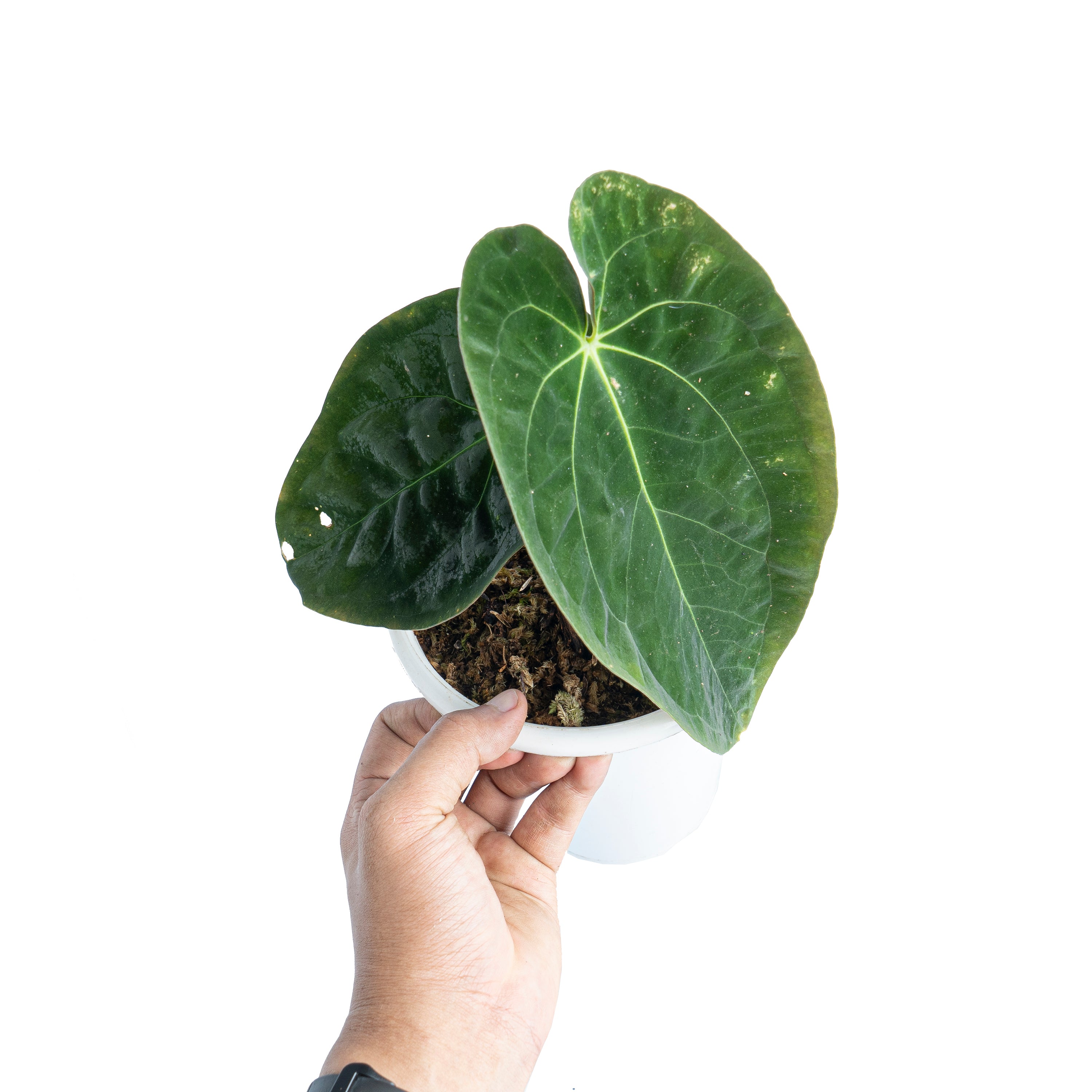 Anthurium papillilaminum