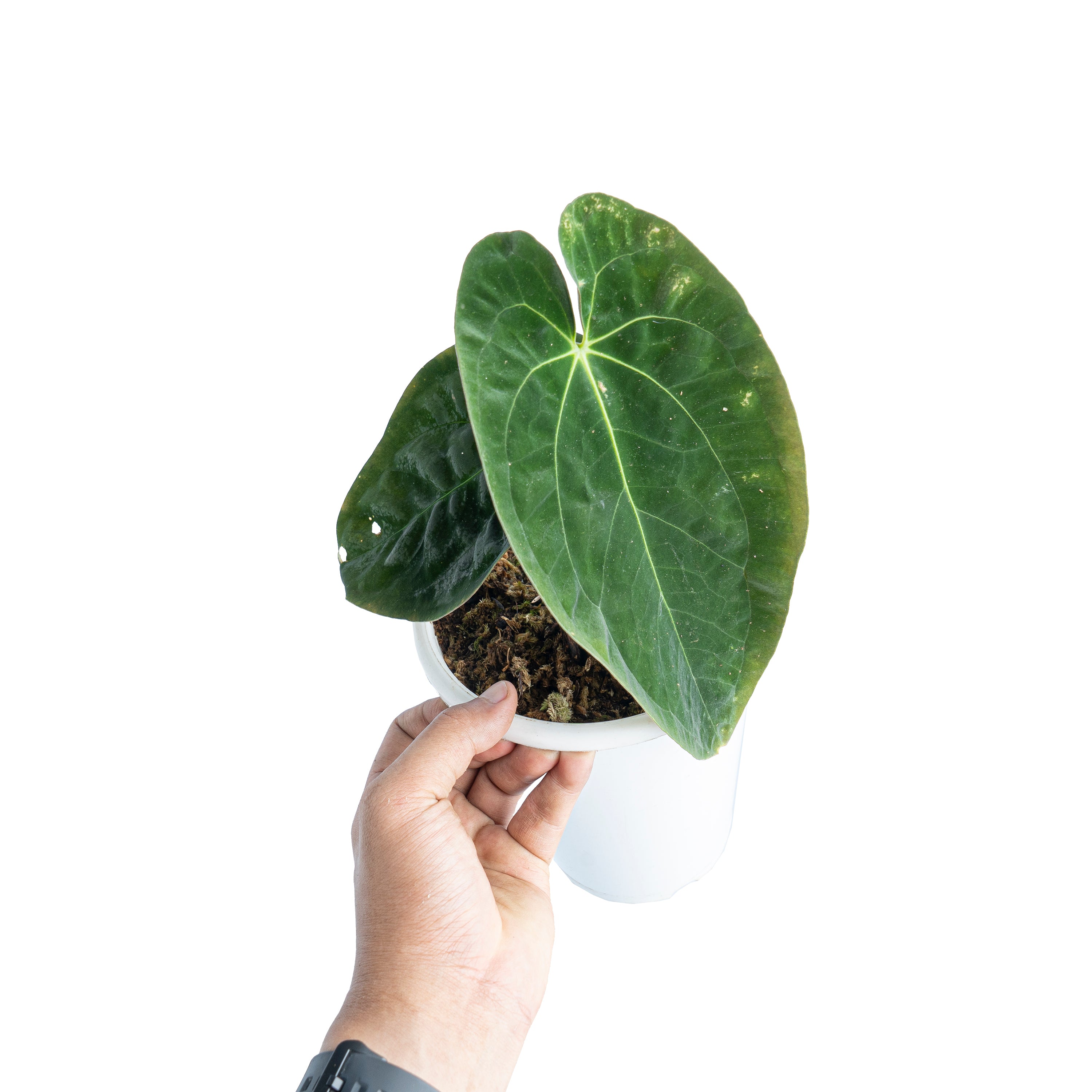 Anthurium papillilaminum