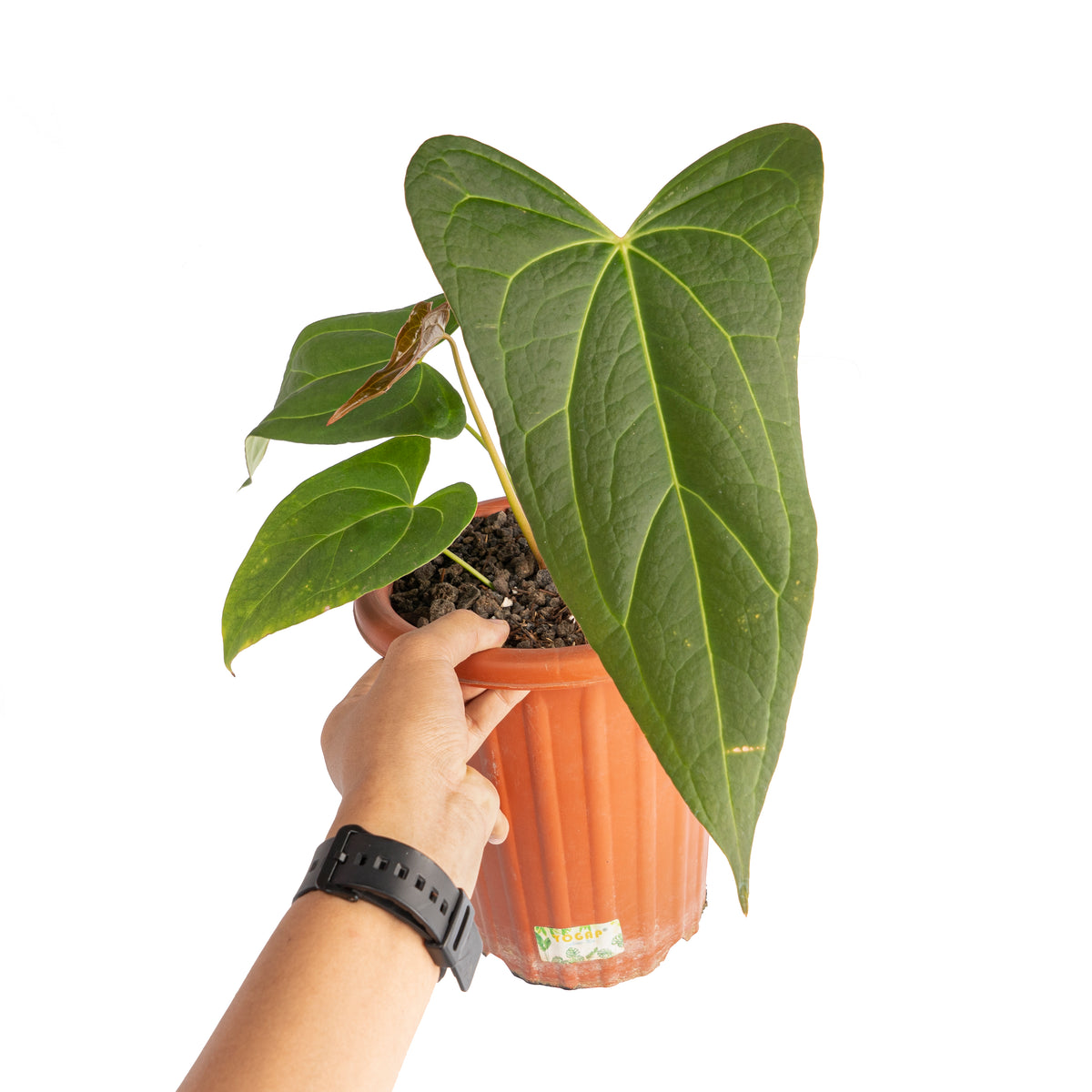 Anthurium papillilaminum fort sherman x red stem