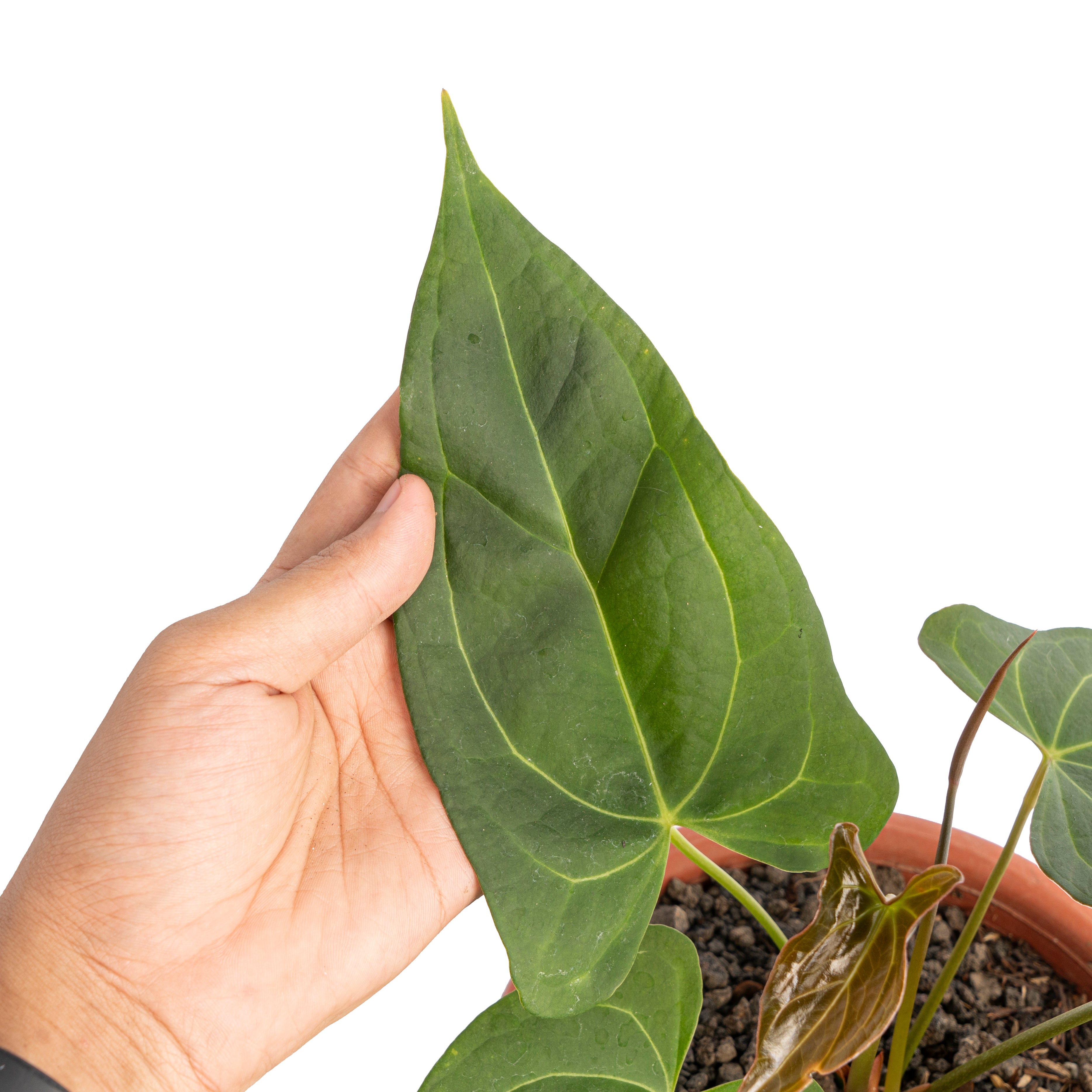 Anthurium papillilaminum fort sherman x red stem