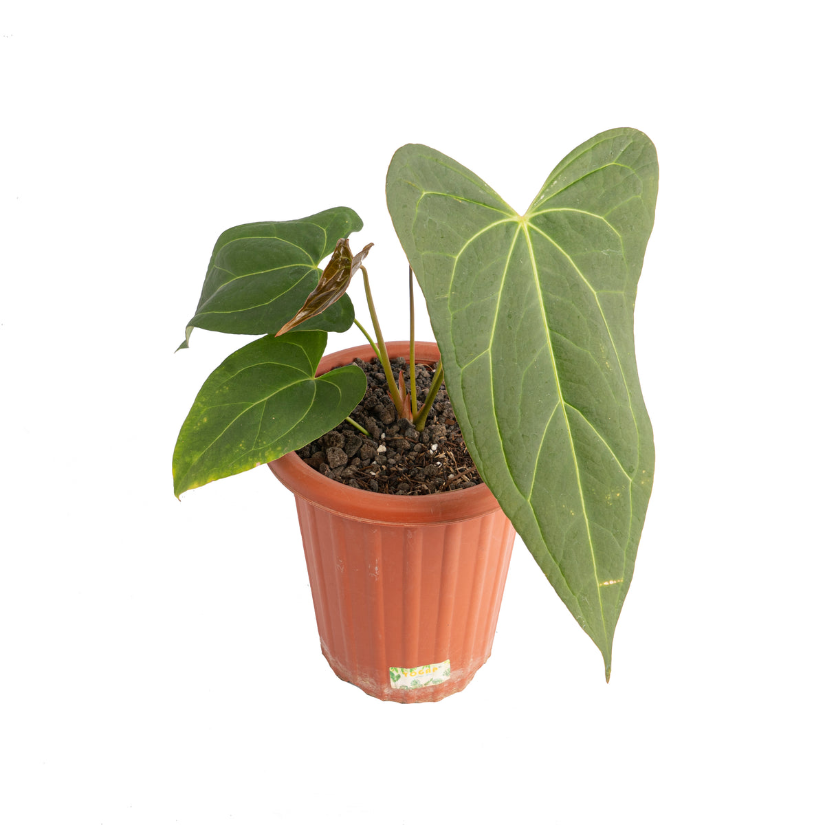 Anthurium papillilaminum fort sherman x red stem