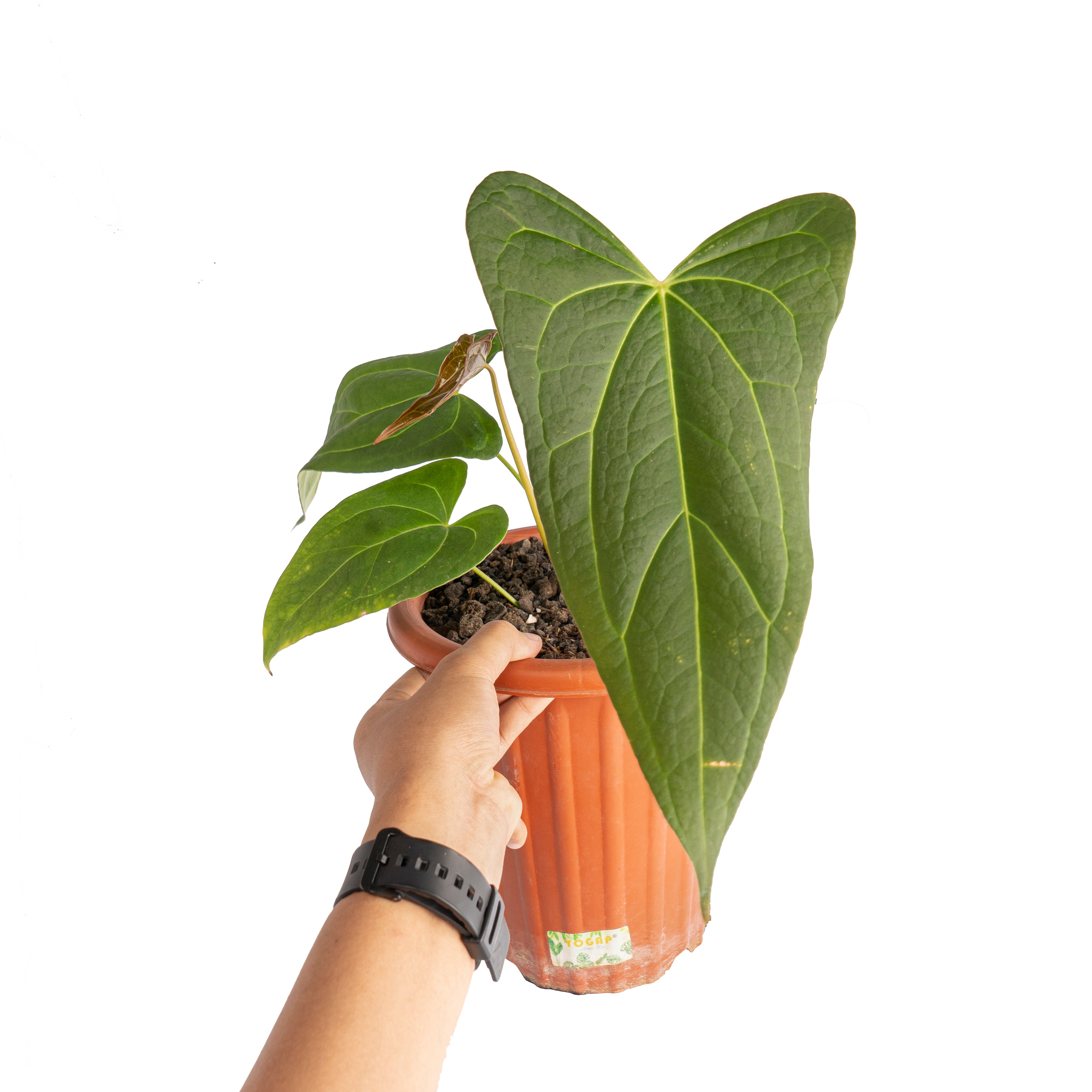 Anthurium papillilaminum fort sherman x red stem