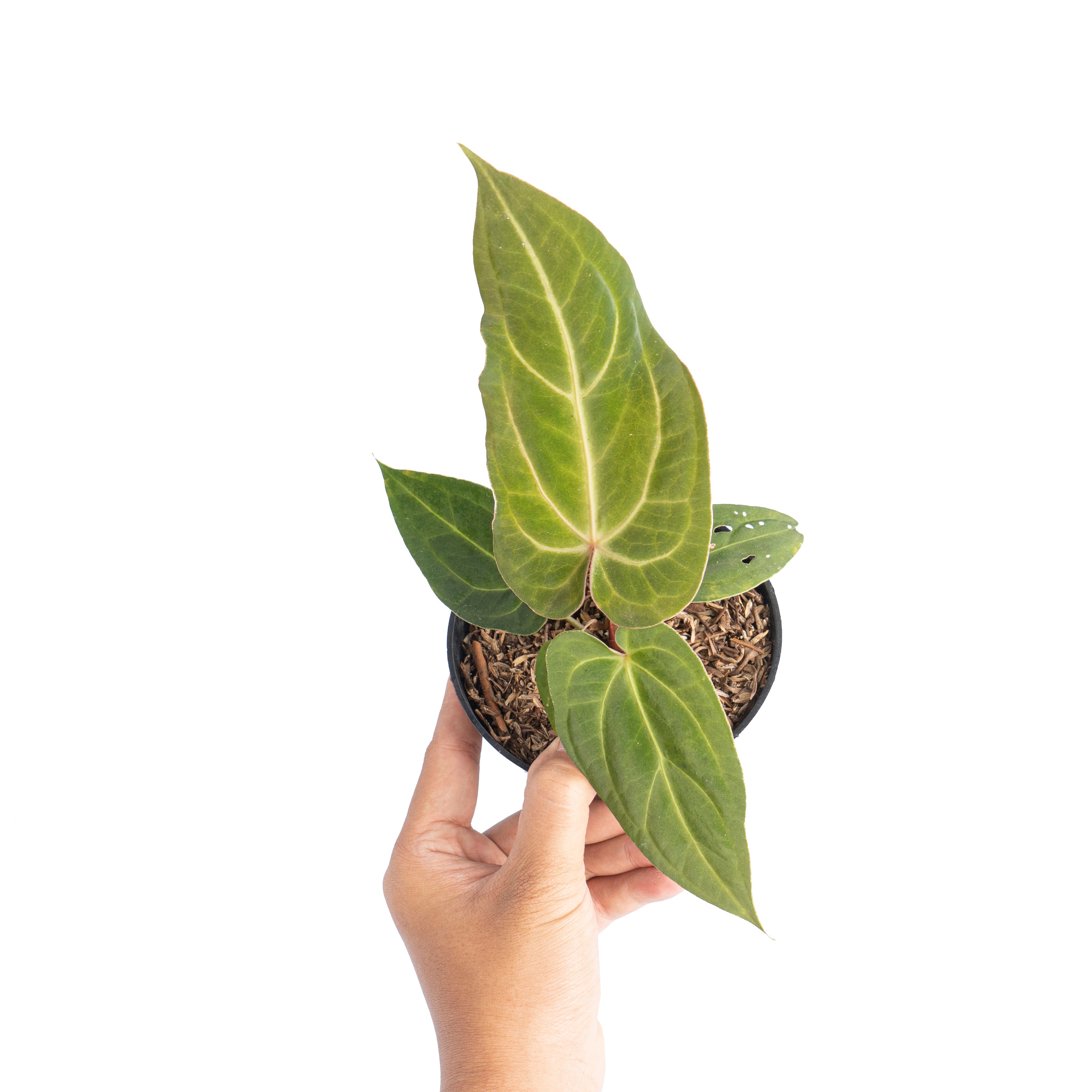 Anthurium papillilaminum hybrid wave