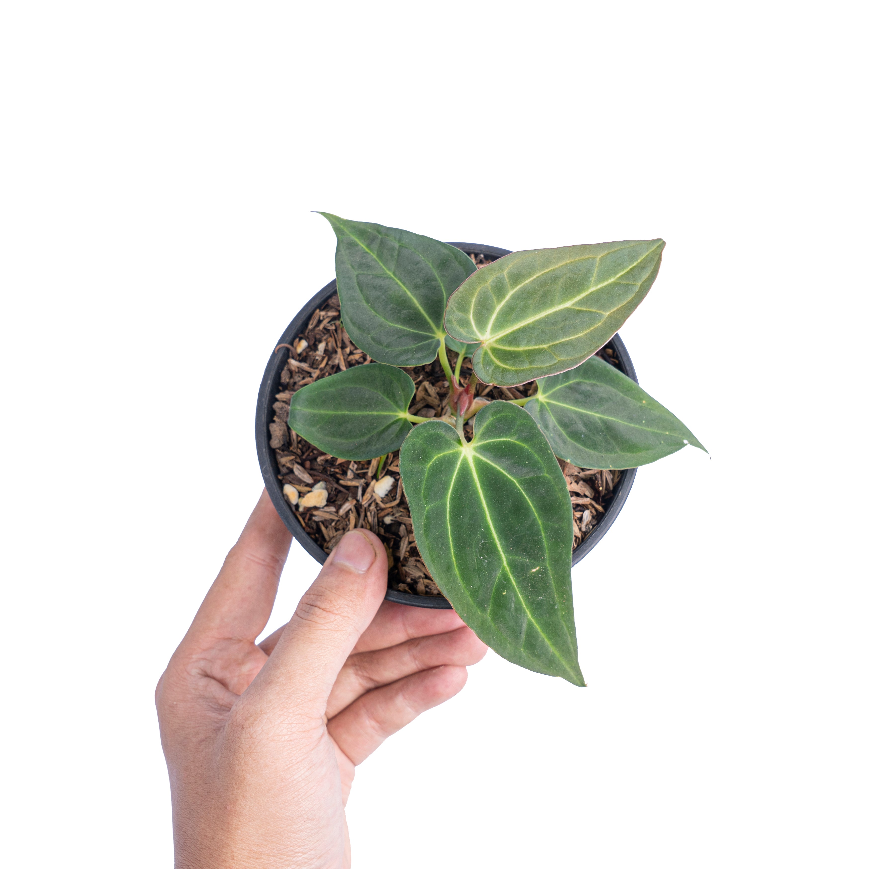 Anthurium papillilaminum red petiole x forgetii