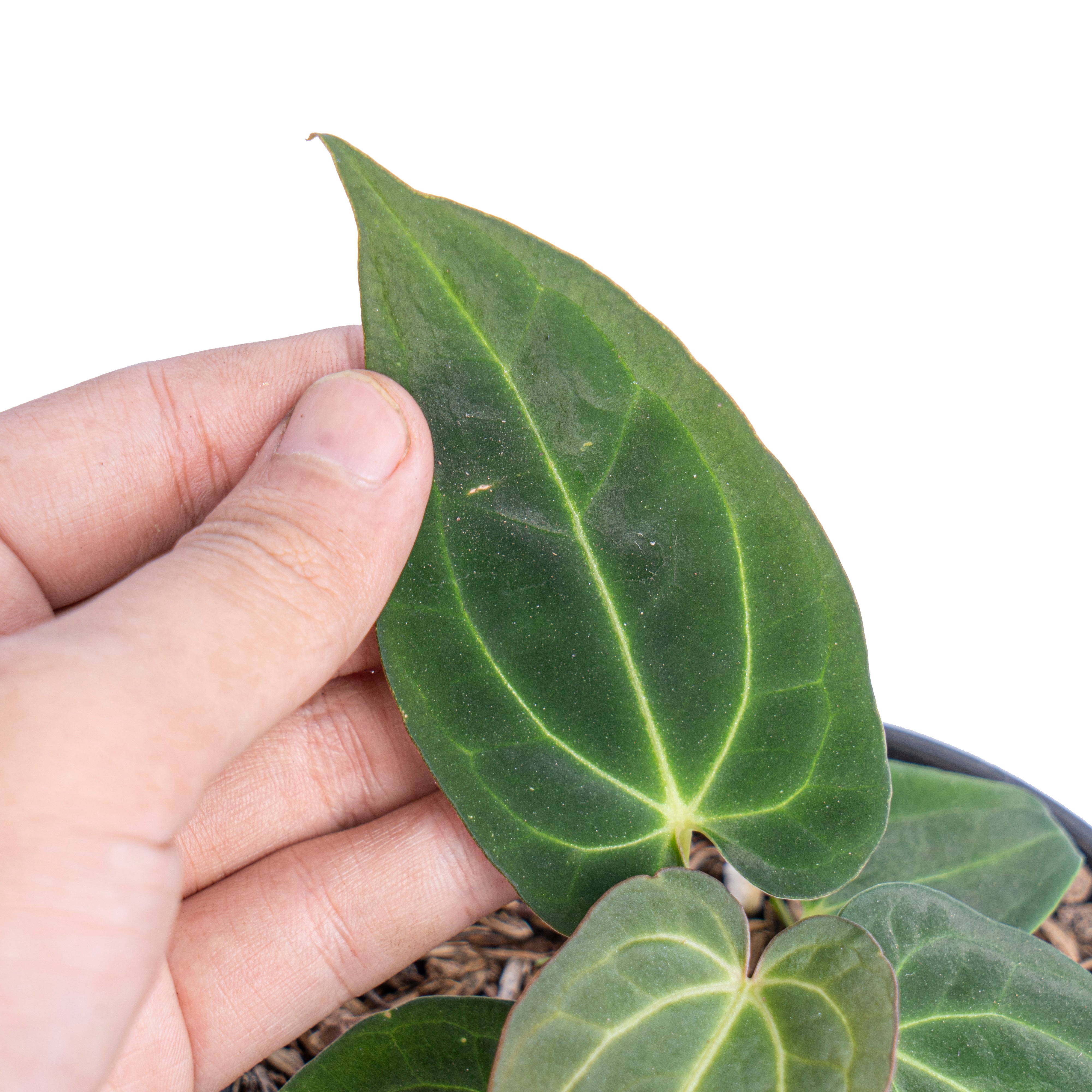 Anthurium papillilaminum red petiole x forgetii