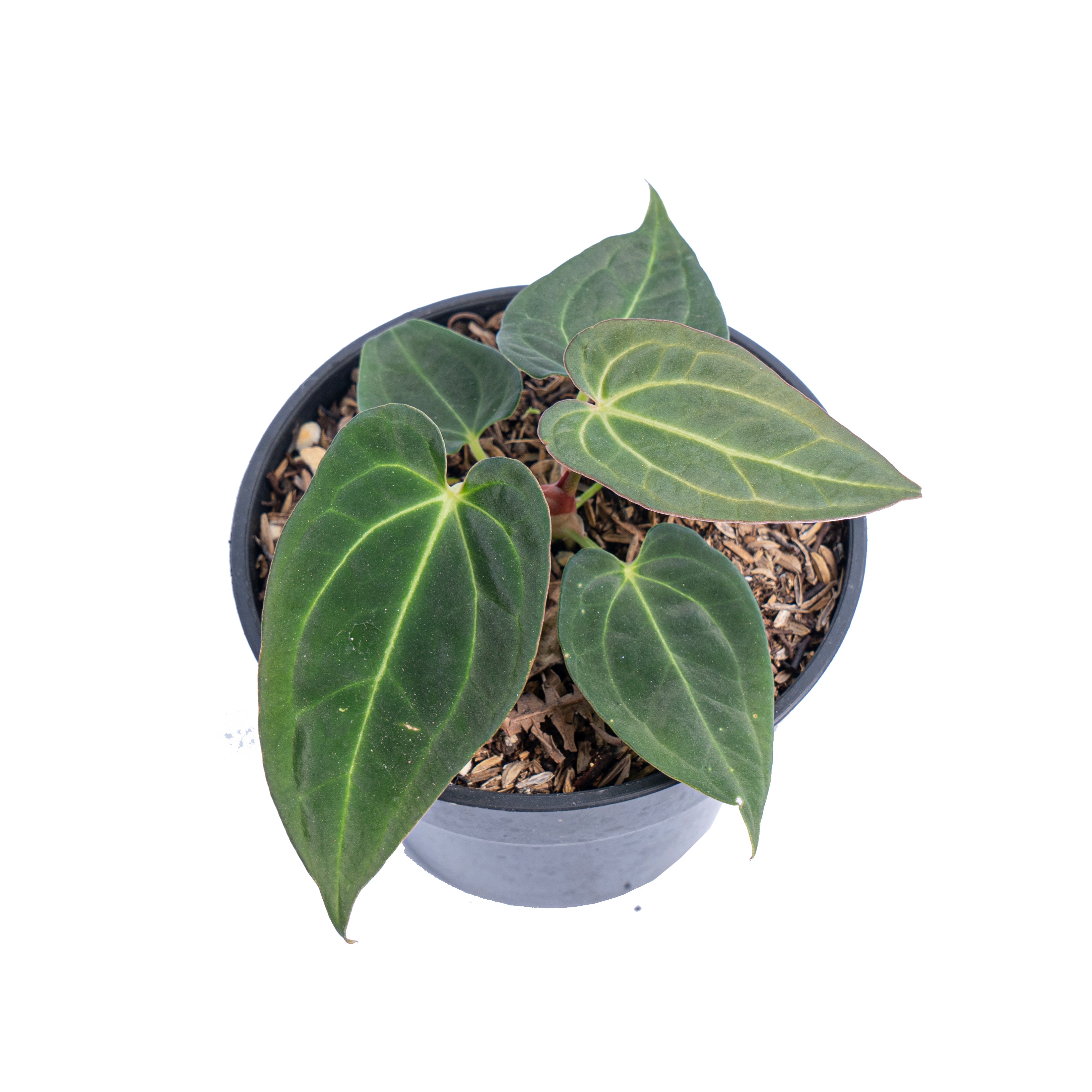 Anthurium papillilaminum red petiole x forgetii