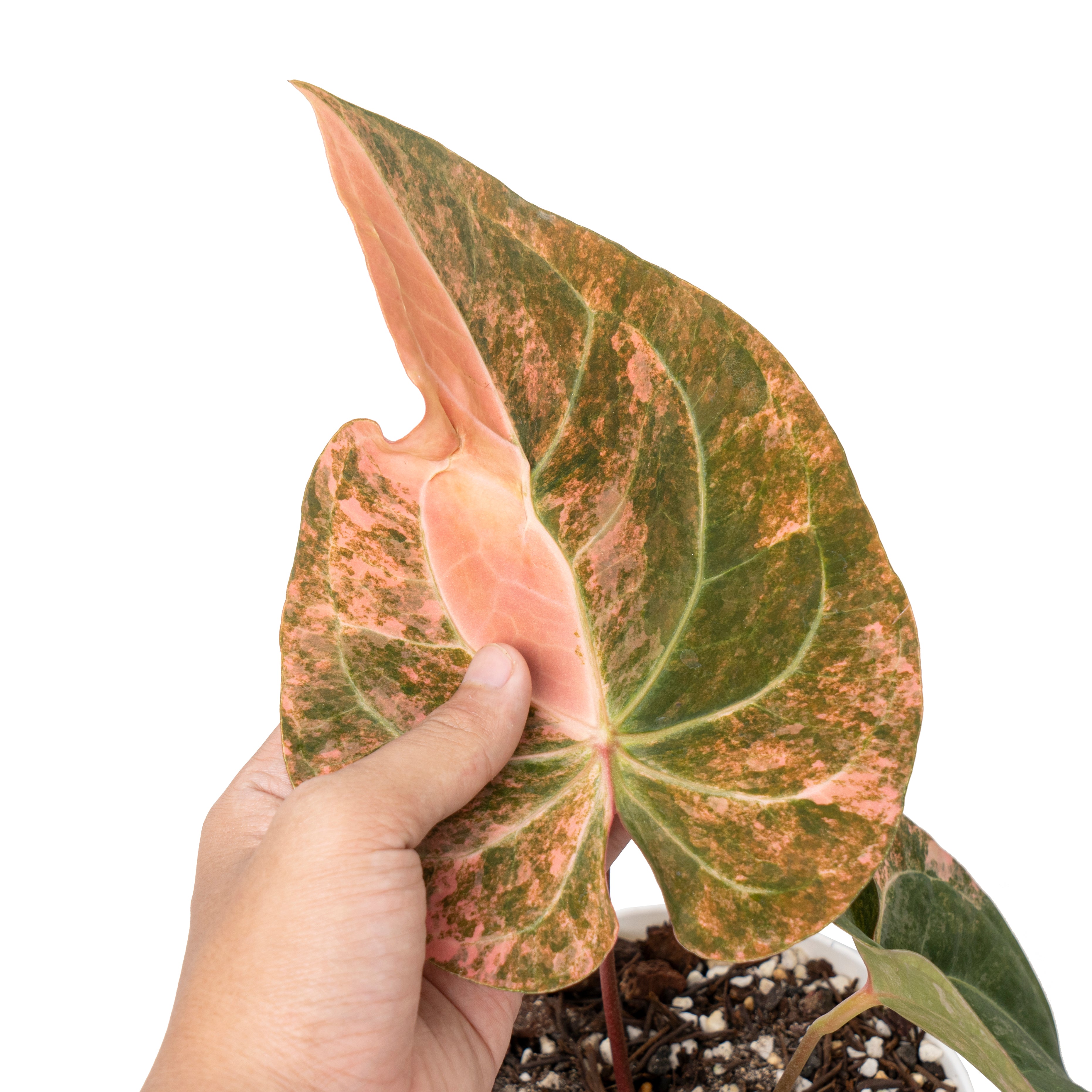 Anthurium papillilaminum sinam fire variegated