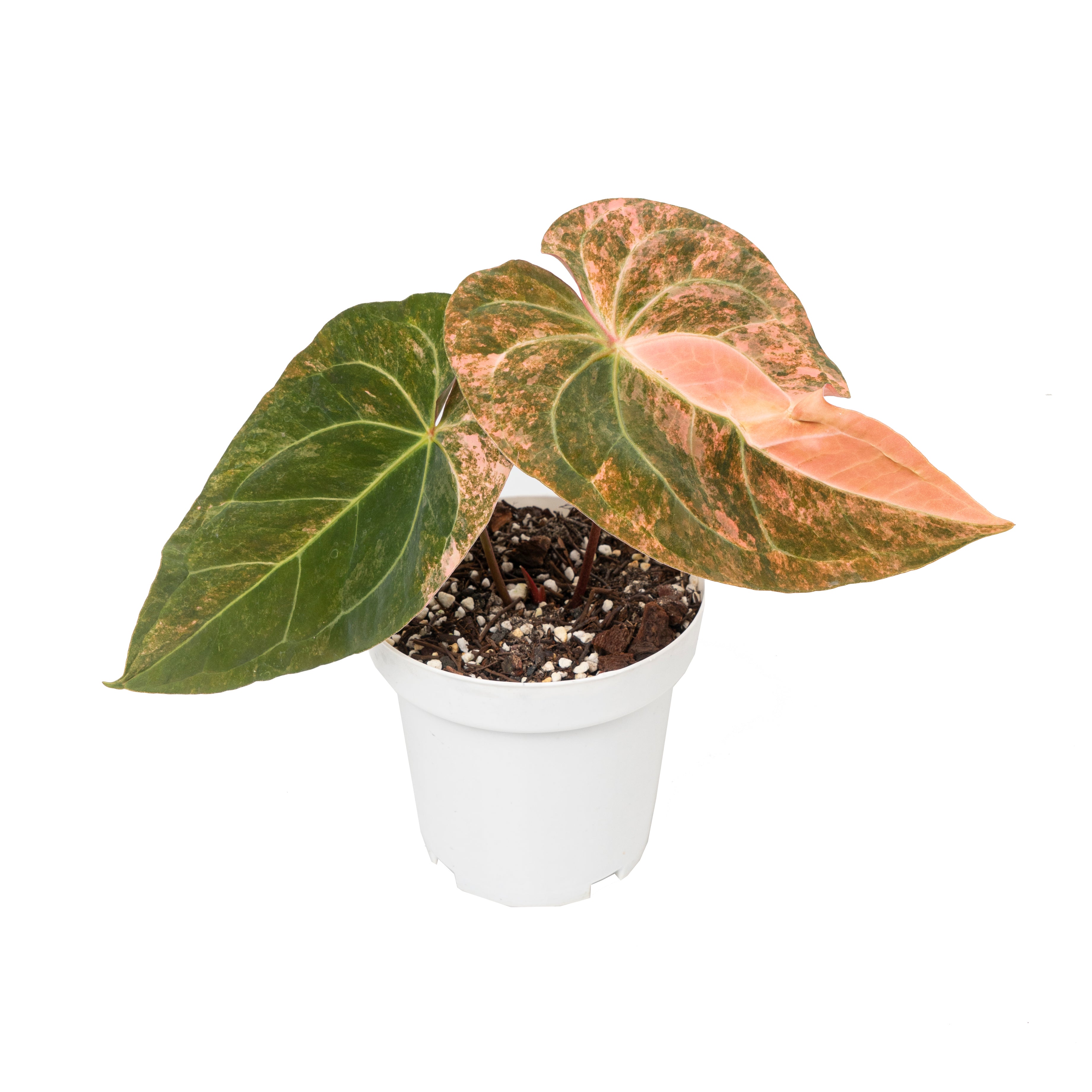 Anthurium papillilaminum sinam fire variegated