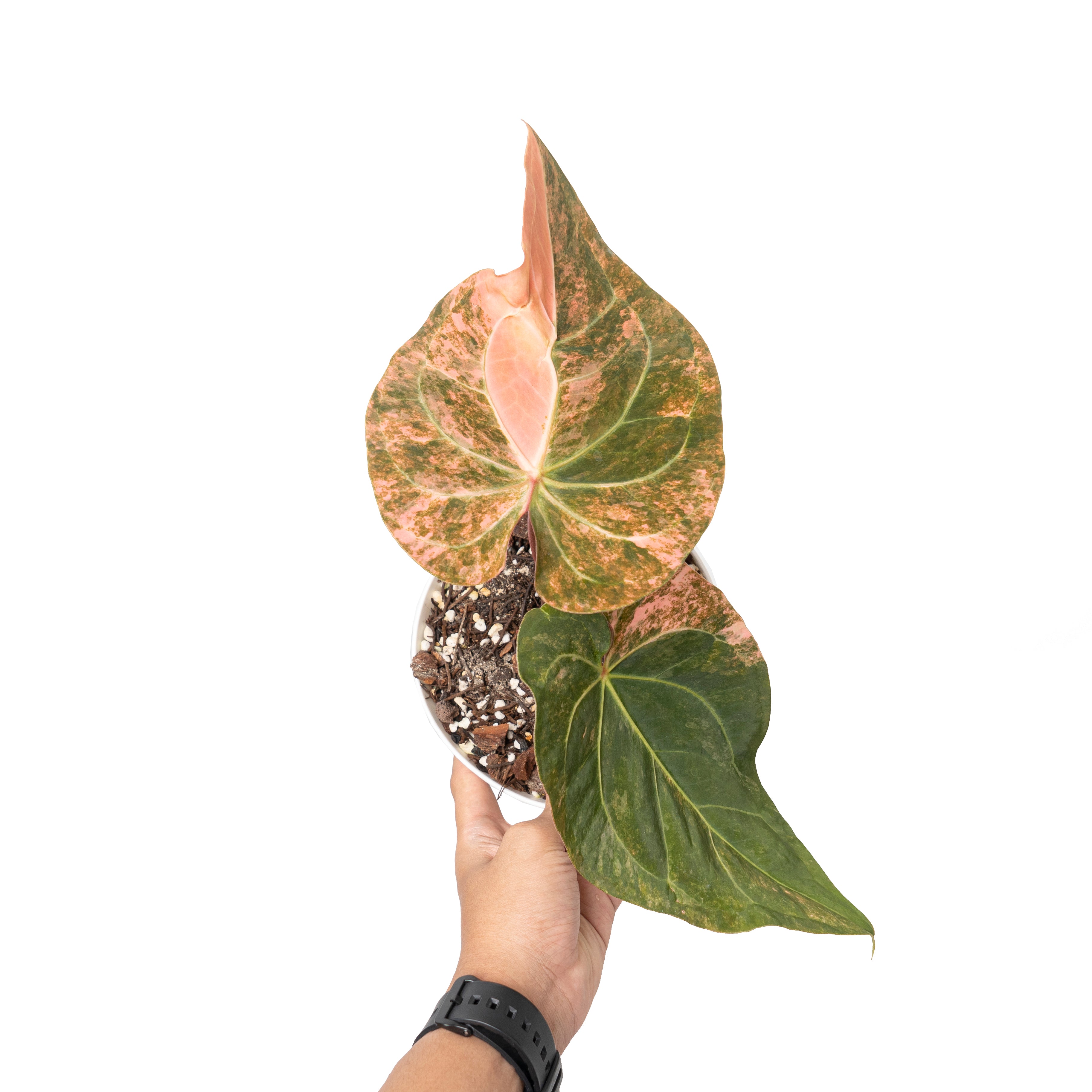 Anthurium papillilaminum sinam fire variegated