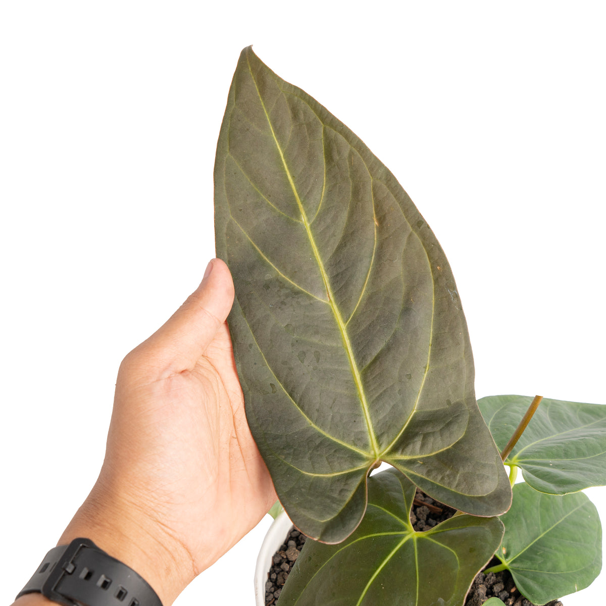 Anthurium papillilaminum x portillae