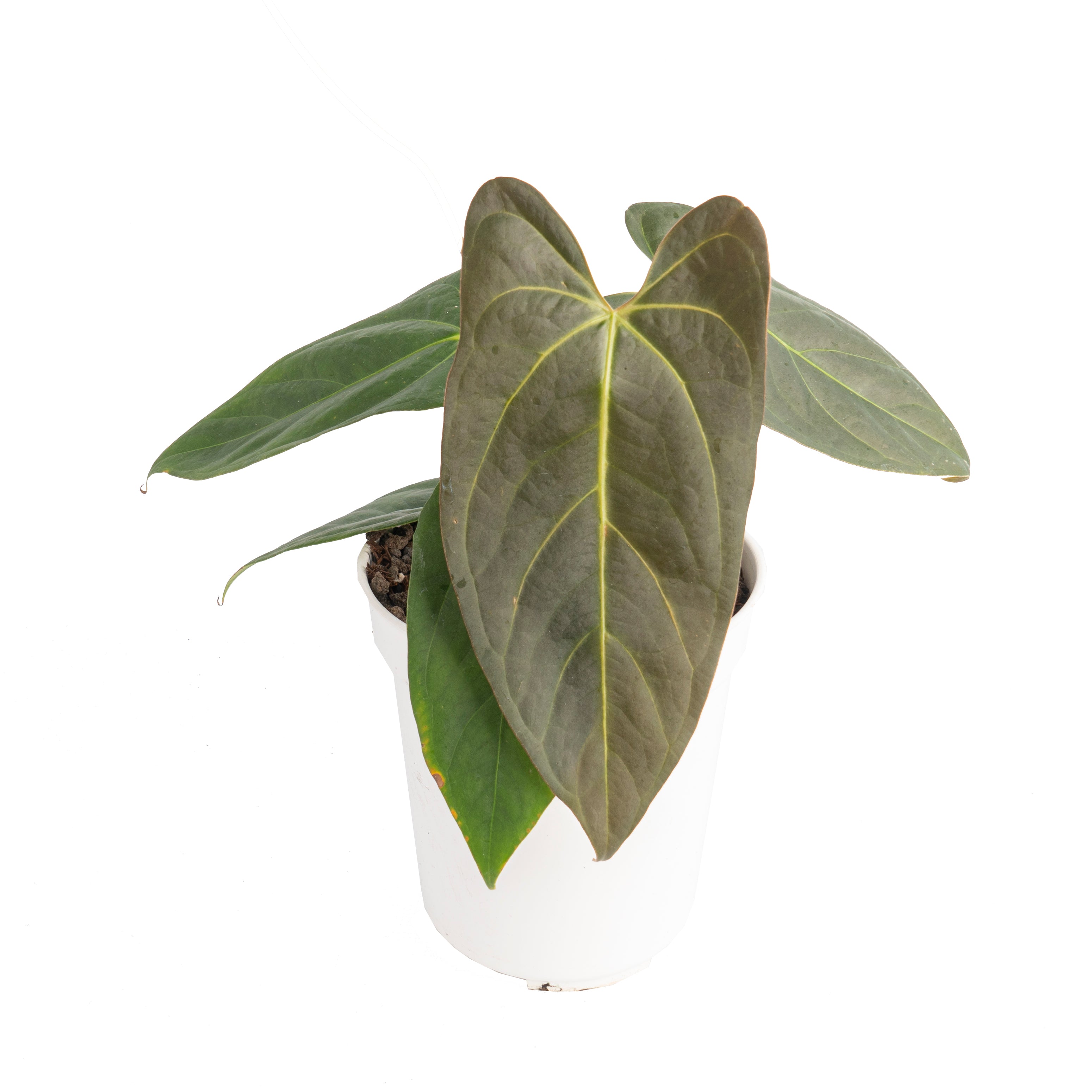 Anthurium papillilaminum x portillae