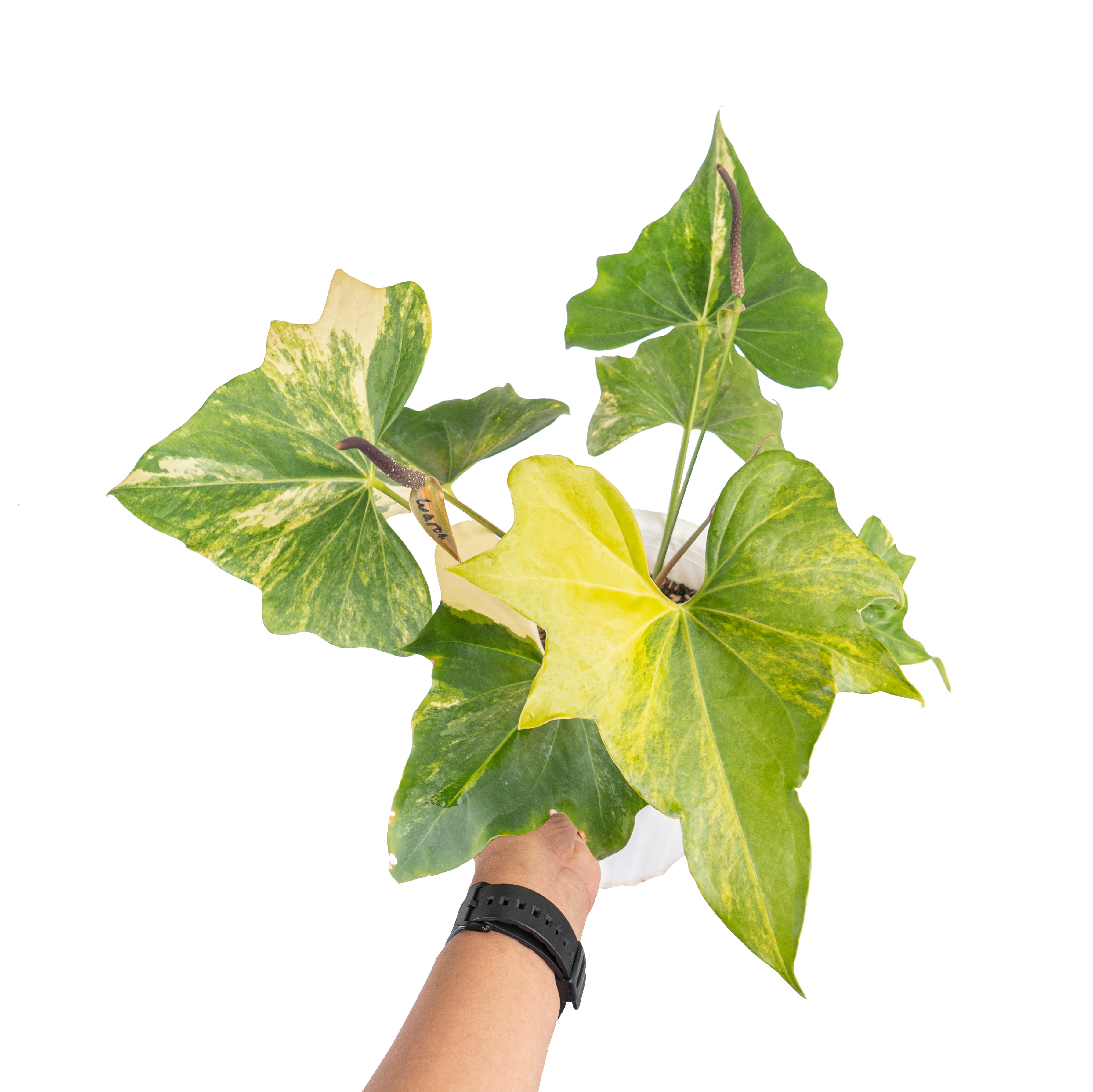 Anthurium pterodactyl variegated Mature size