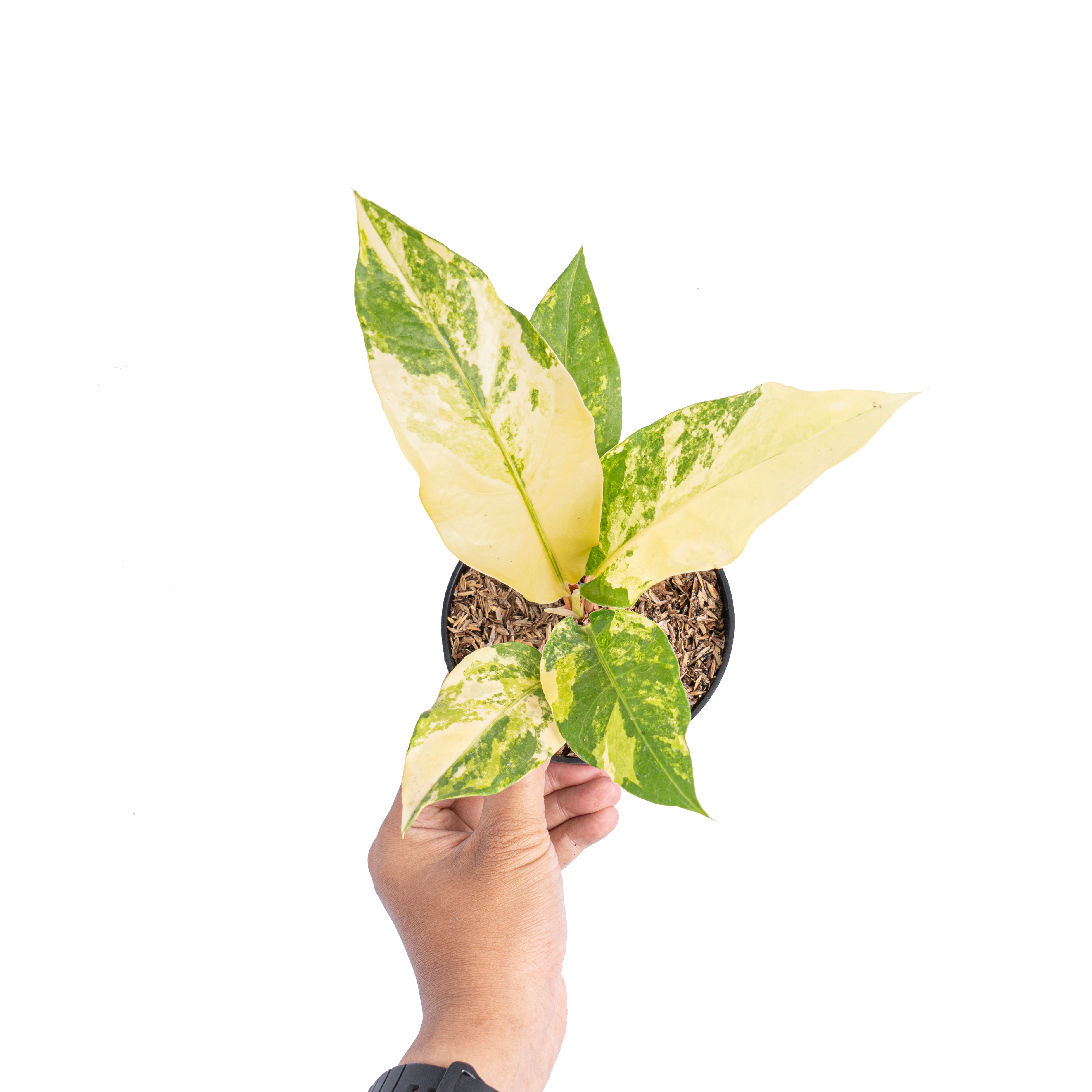 Anthurium red brownii x garuda variegated - Aroidmarket
