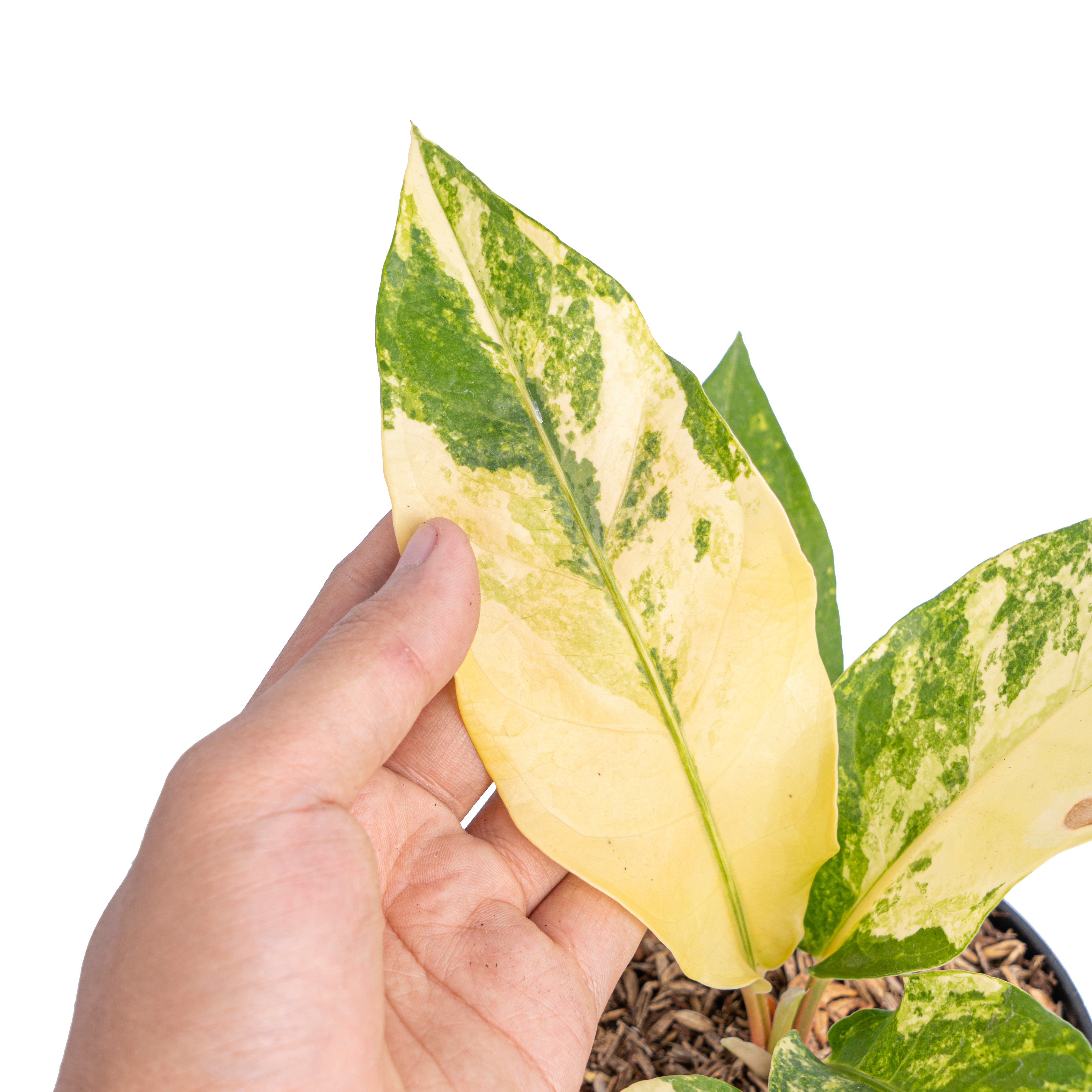 Anthurium red brownii x garuda variegated - Aroidmarket