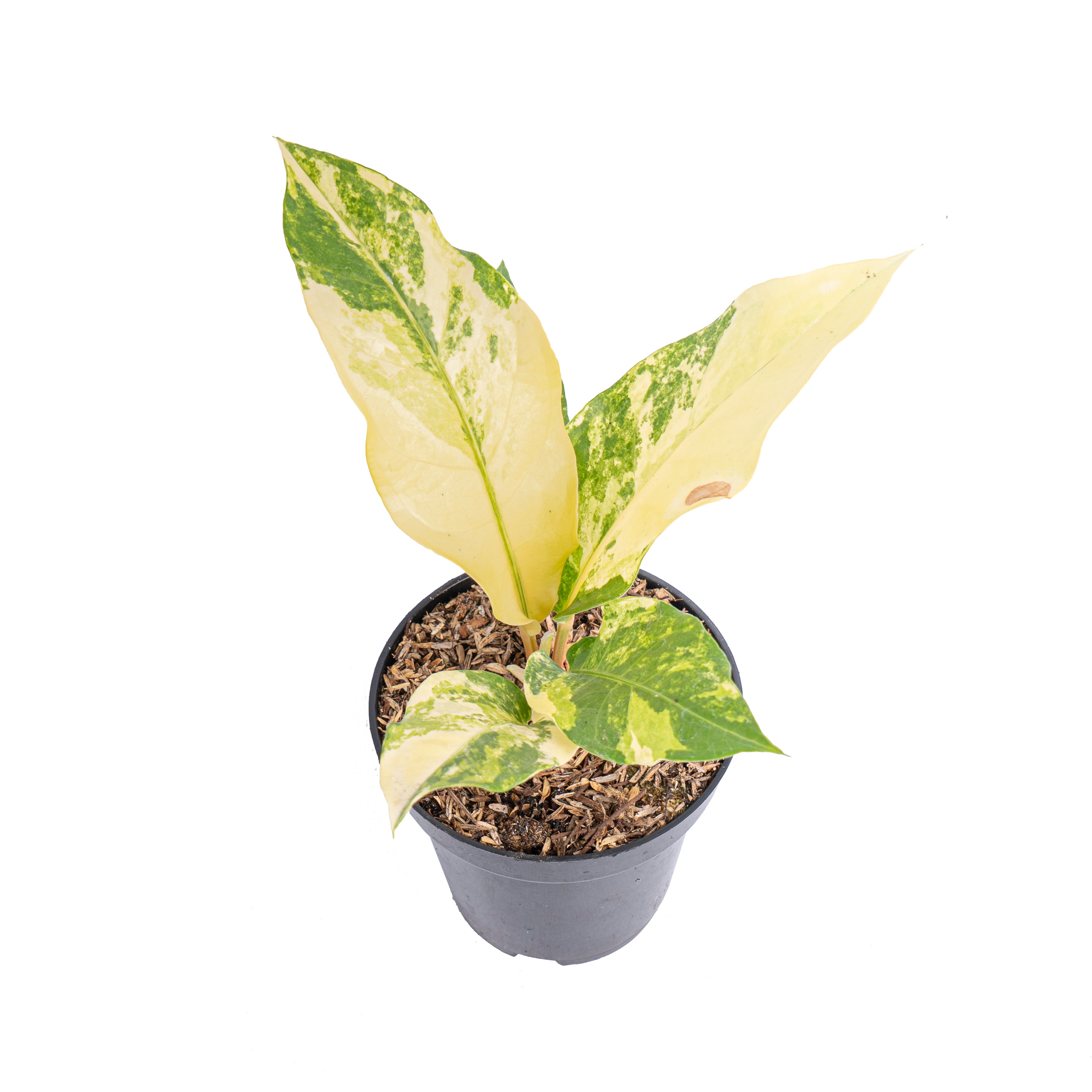 Anthurium red brownii x garuda variegated - Aroidmarket