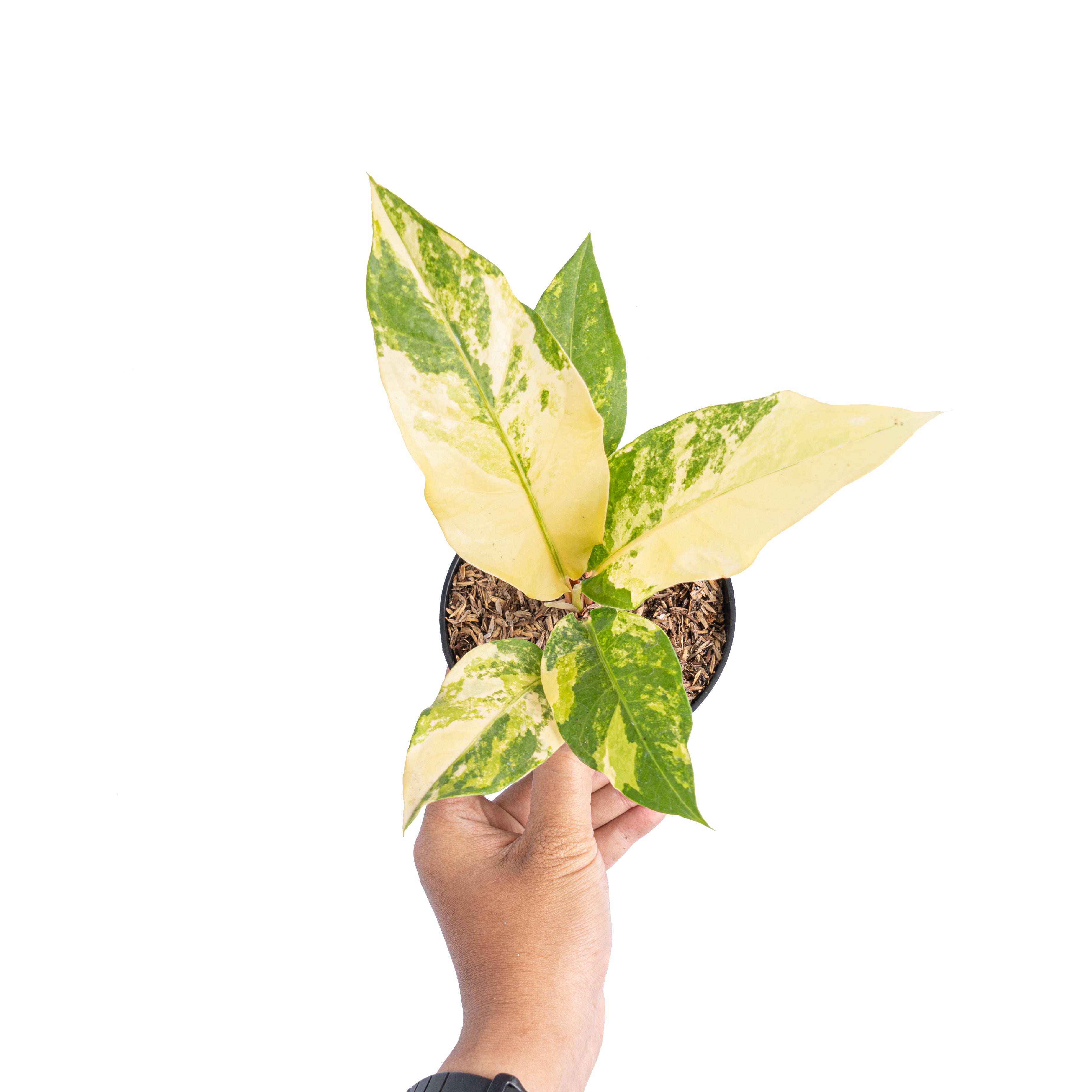 Anthurium red brownii x garuda variegated - Aroidmarket