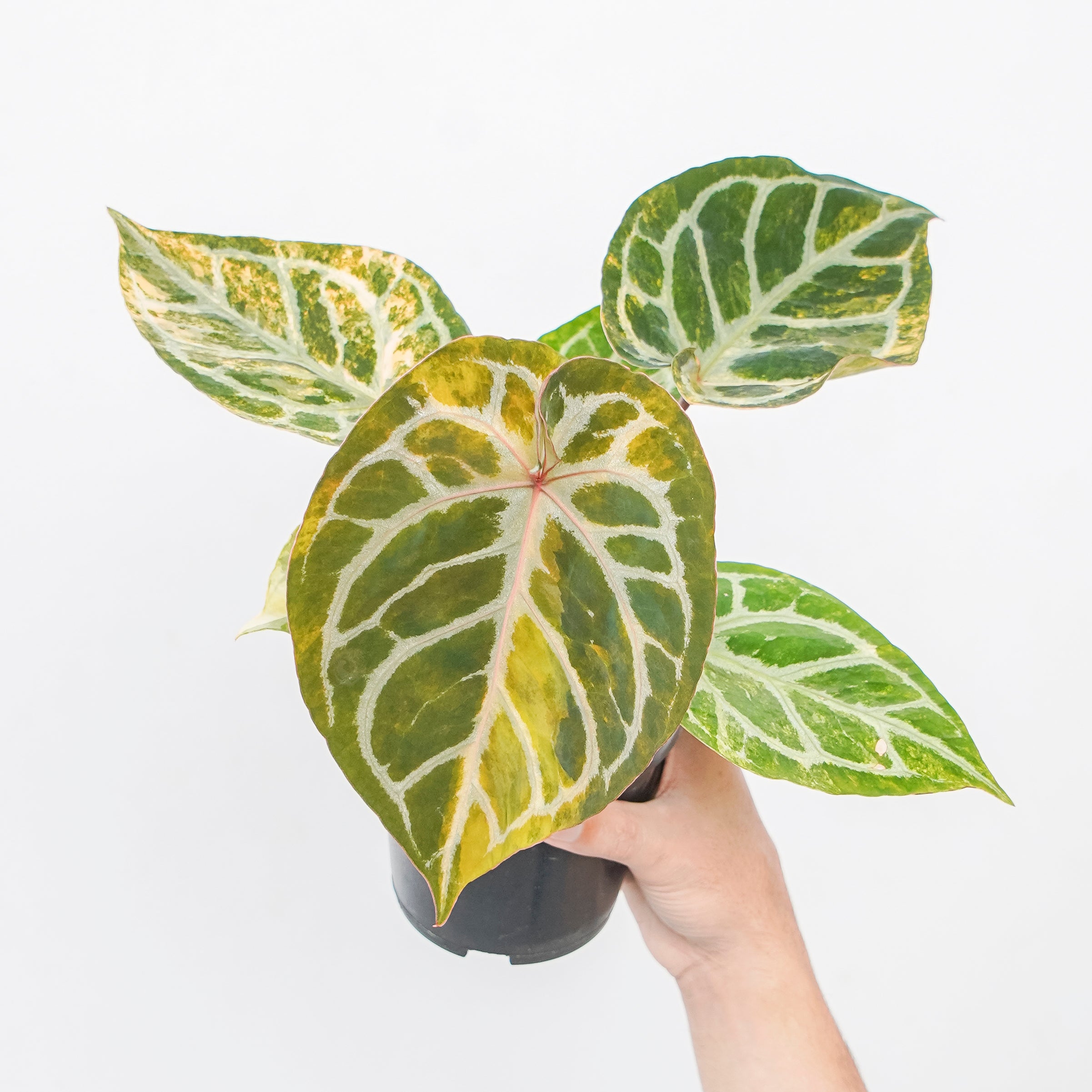 Anthurium silver blush variegated x red tiger